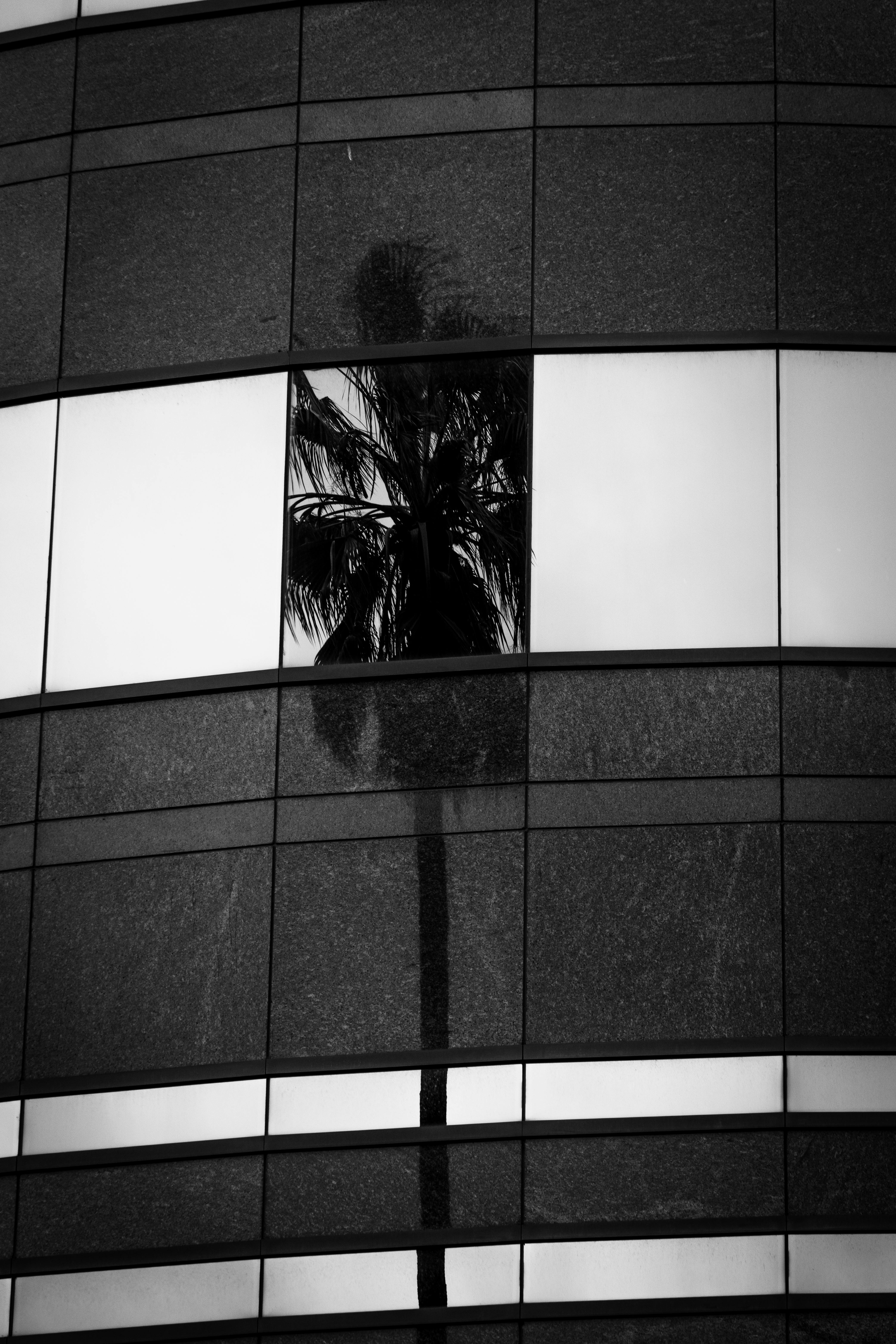 Gratis Fotografía en blanco y negro de una palmera reflejada en la fachada de cristal de un edificio moderno. Foto de stock