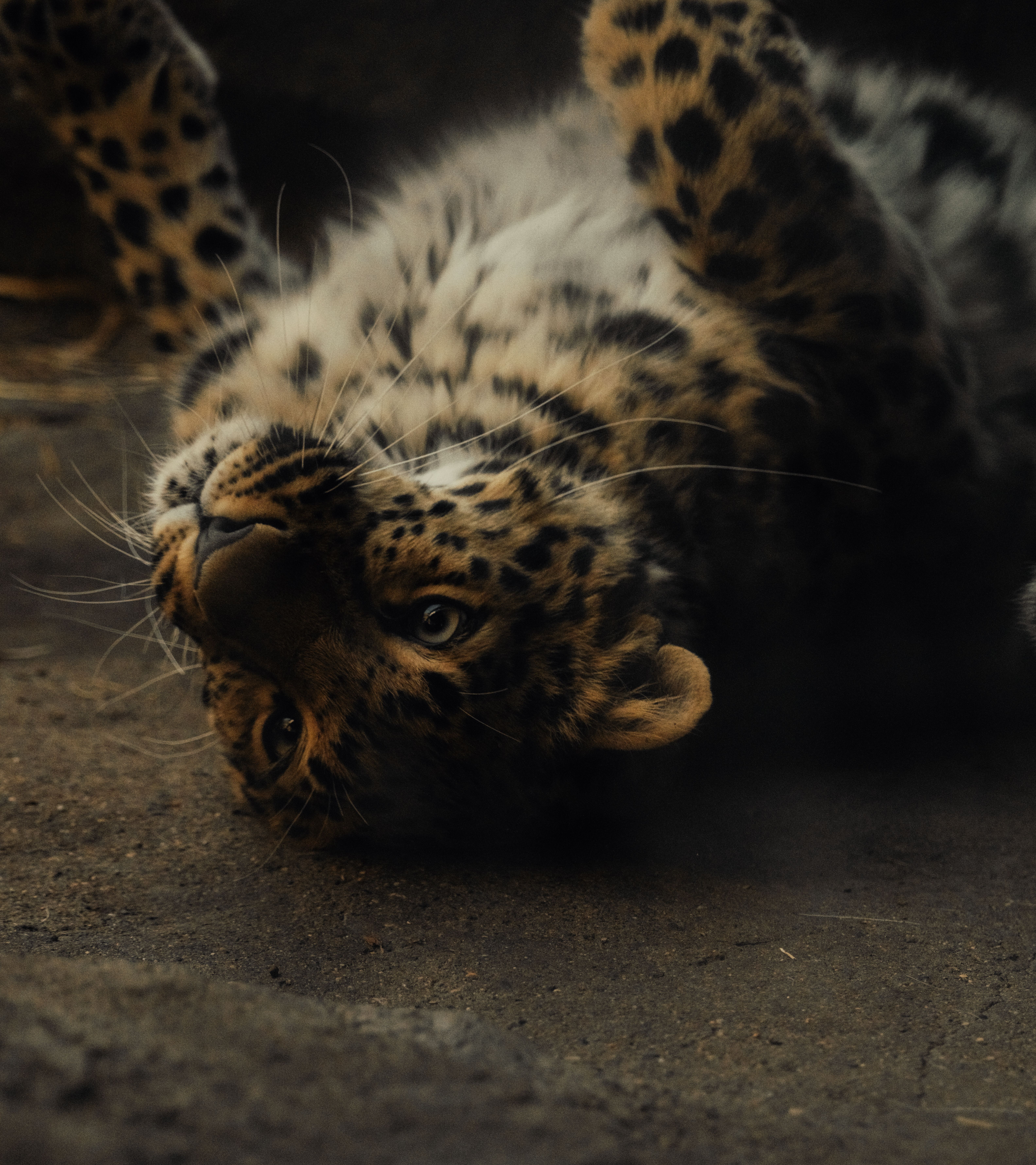 Playful Leopard Cub on the Ground · Free Stock Photo