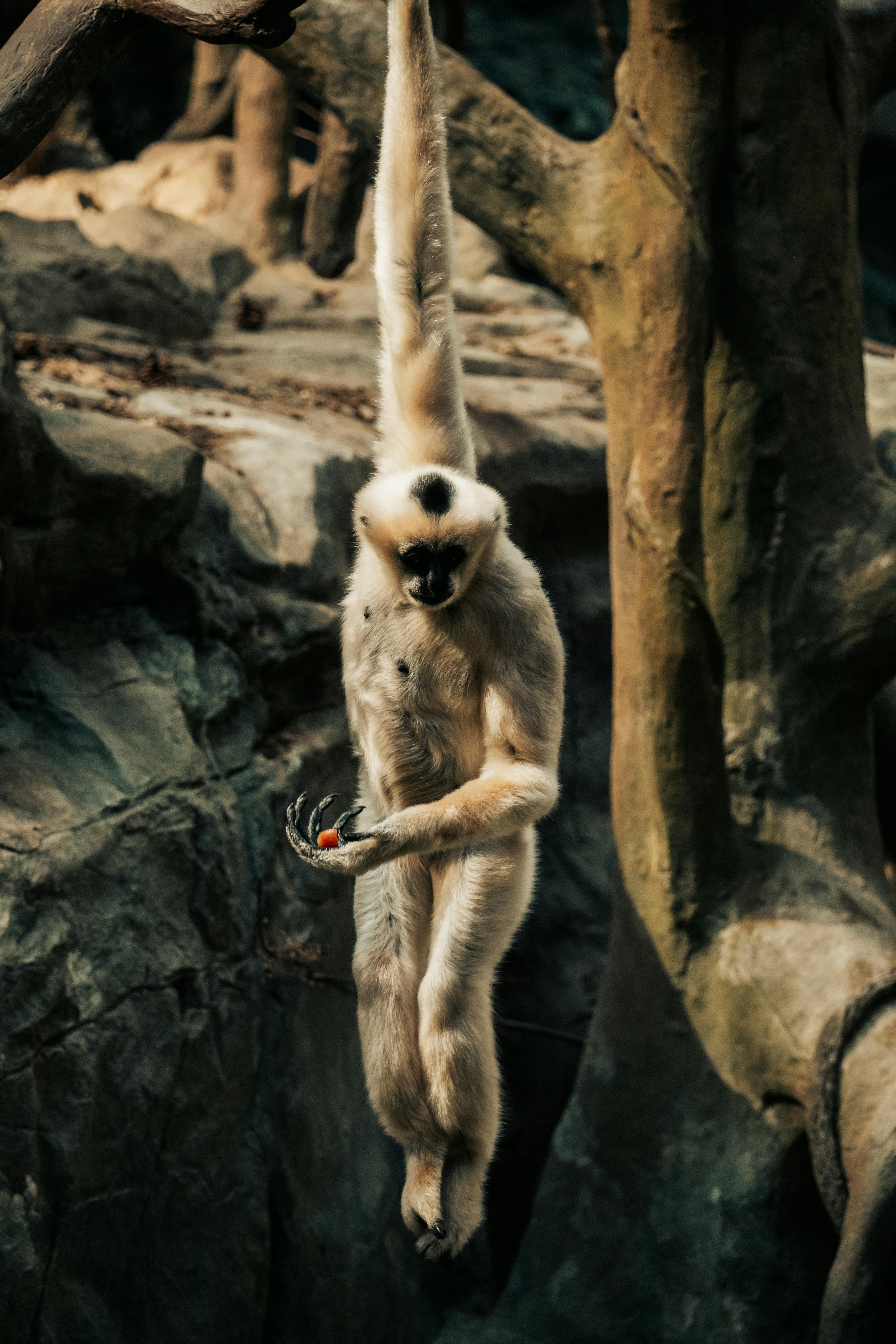 Gratuit Portrait d'un gibbon suspendu à une branche d'arbre, illustrant son agilité et son habitat naturel. Photos