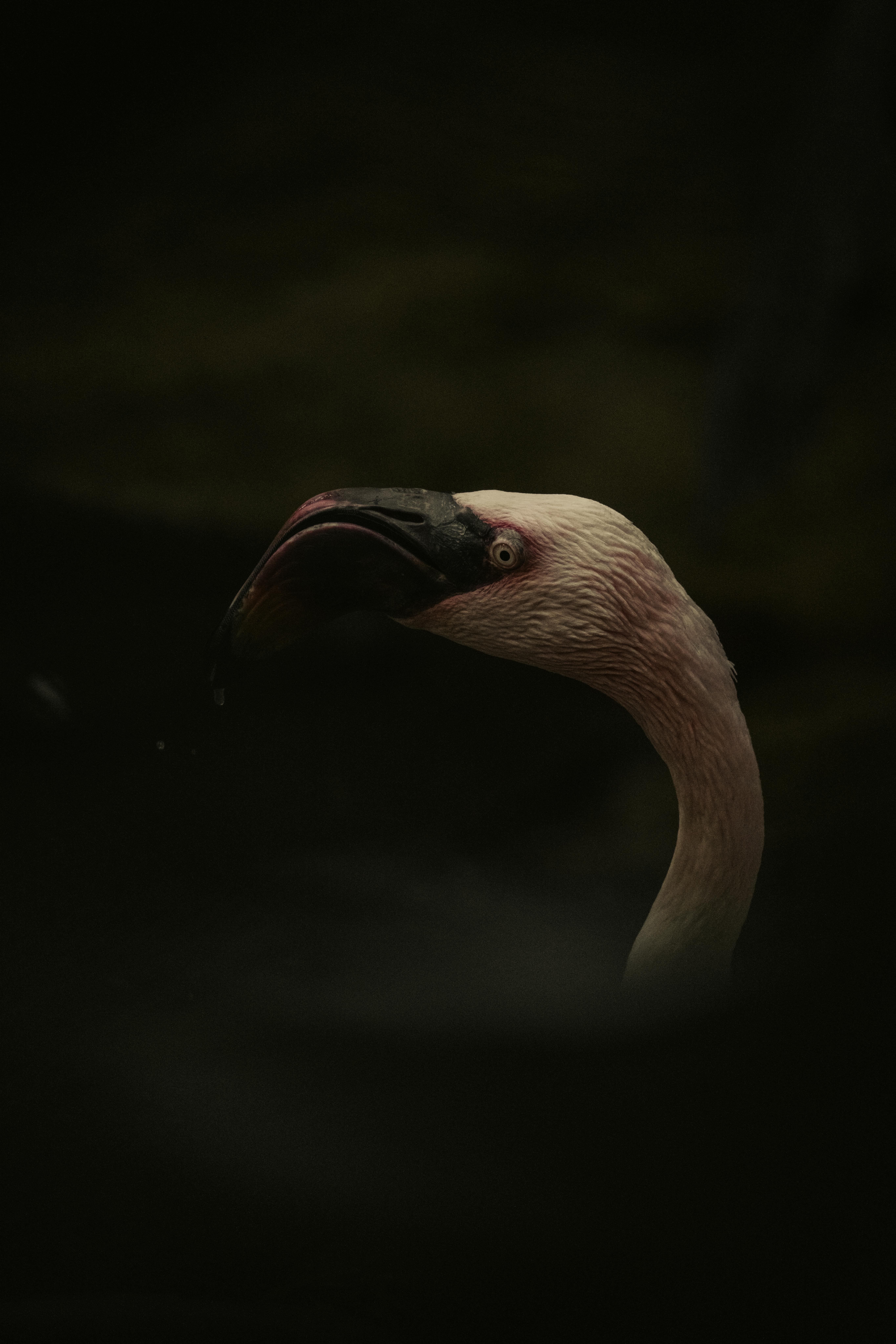 Free Close-up of a flamingo's head against a dark, moody background, showcasing its elegance and grace. Stock Photo