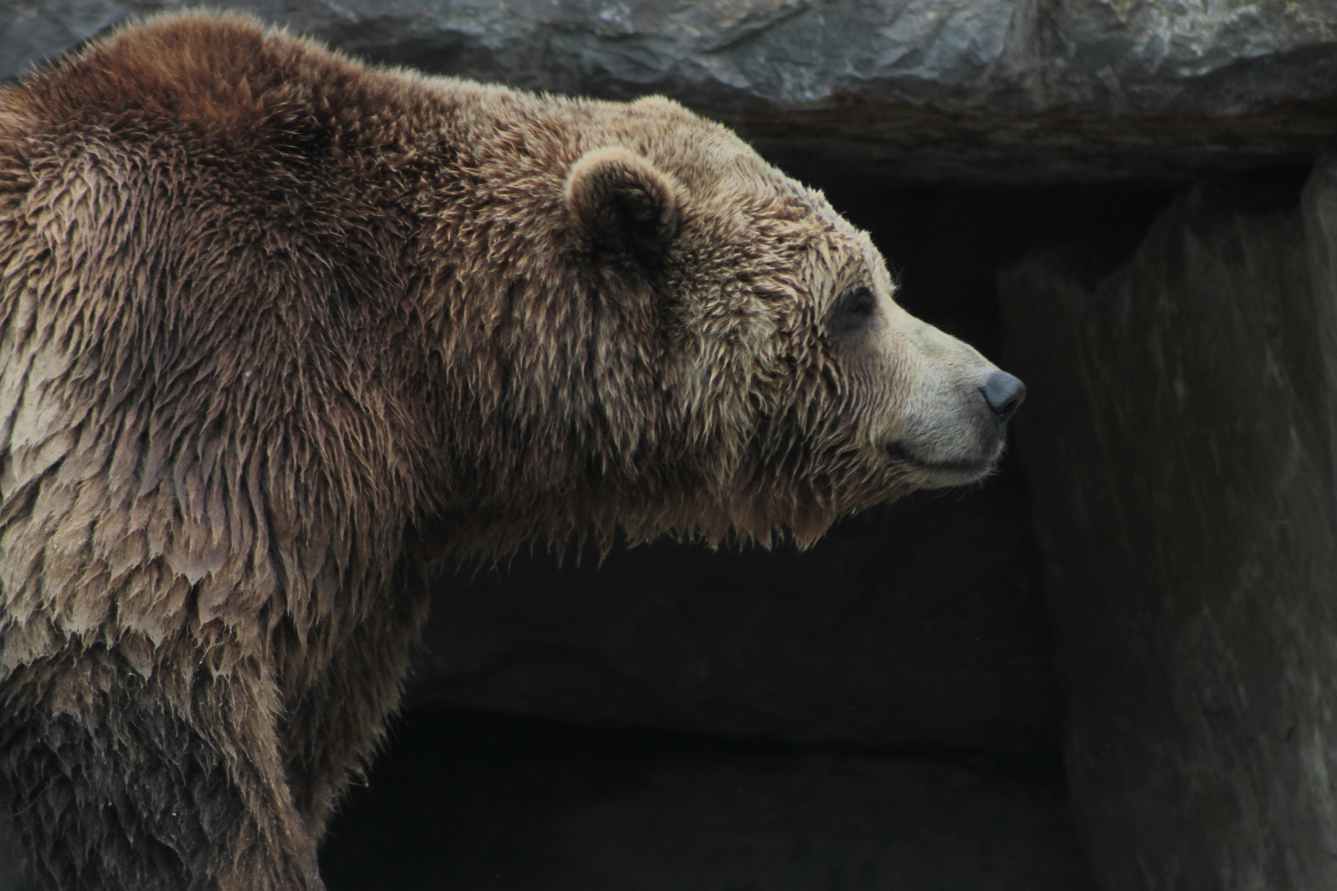 free-stock-photo-of-bear-brown-bear