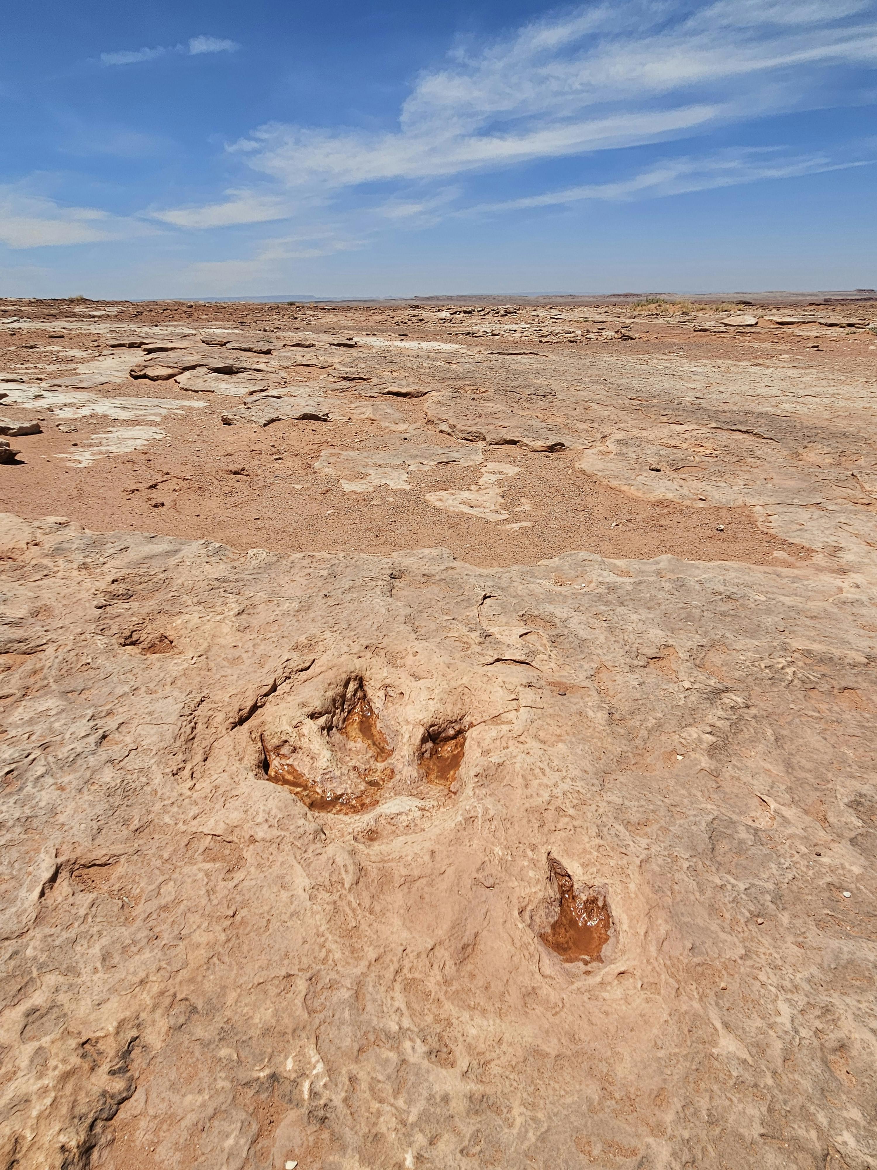 Explore a prehistoric dinosaur footprint in Arizona's arid landscape, a glimpse into the ancient past.