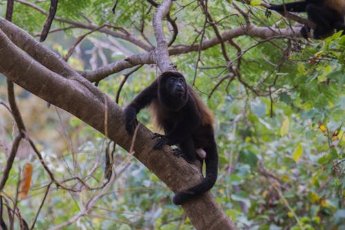 A Monkey On A Tree