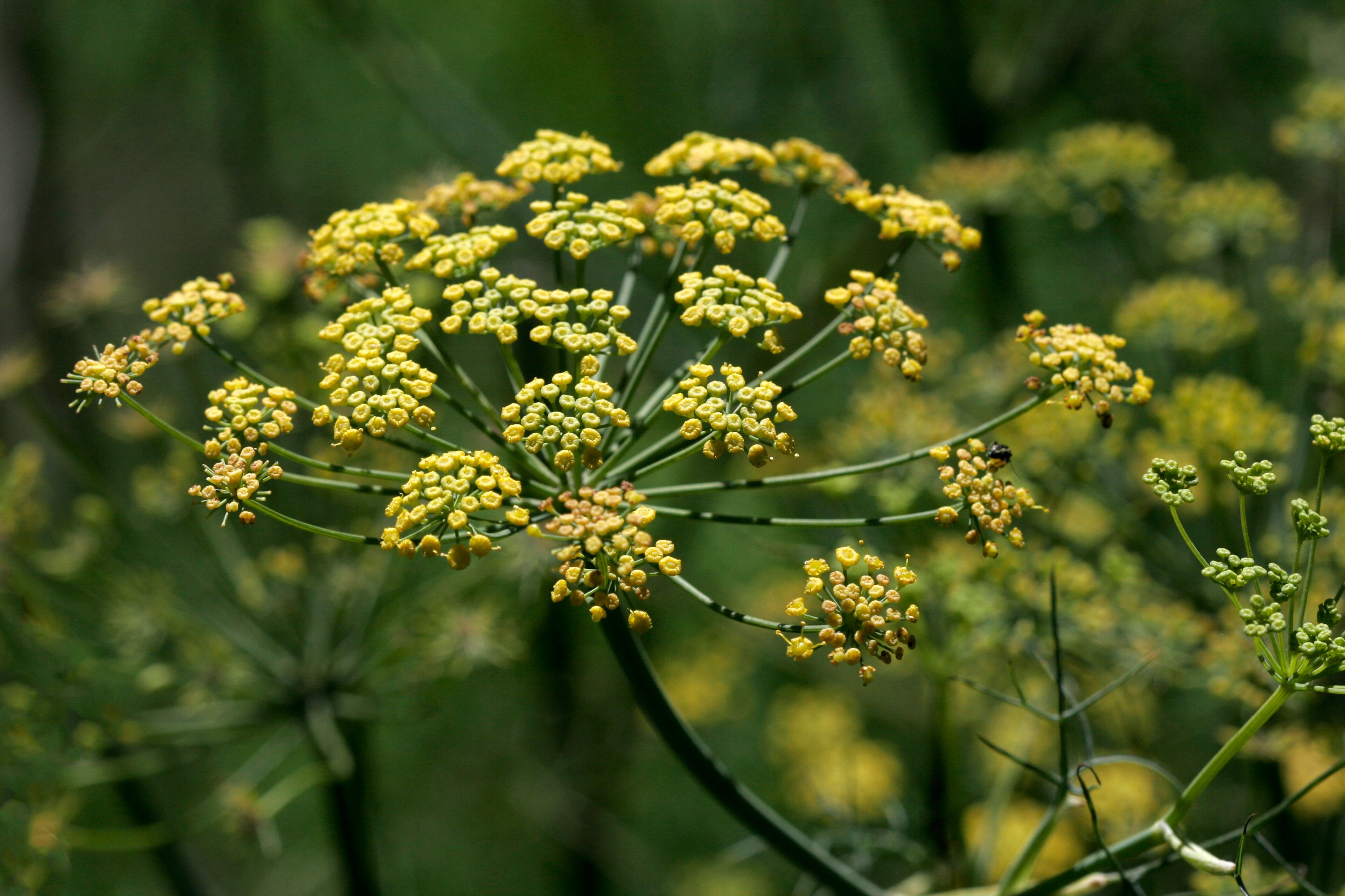 Fennel Seed Plant Profile