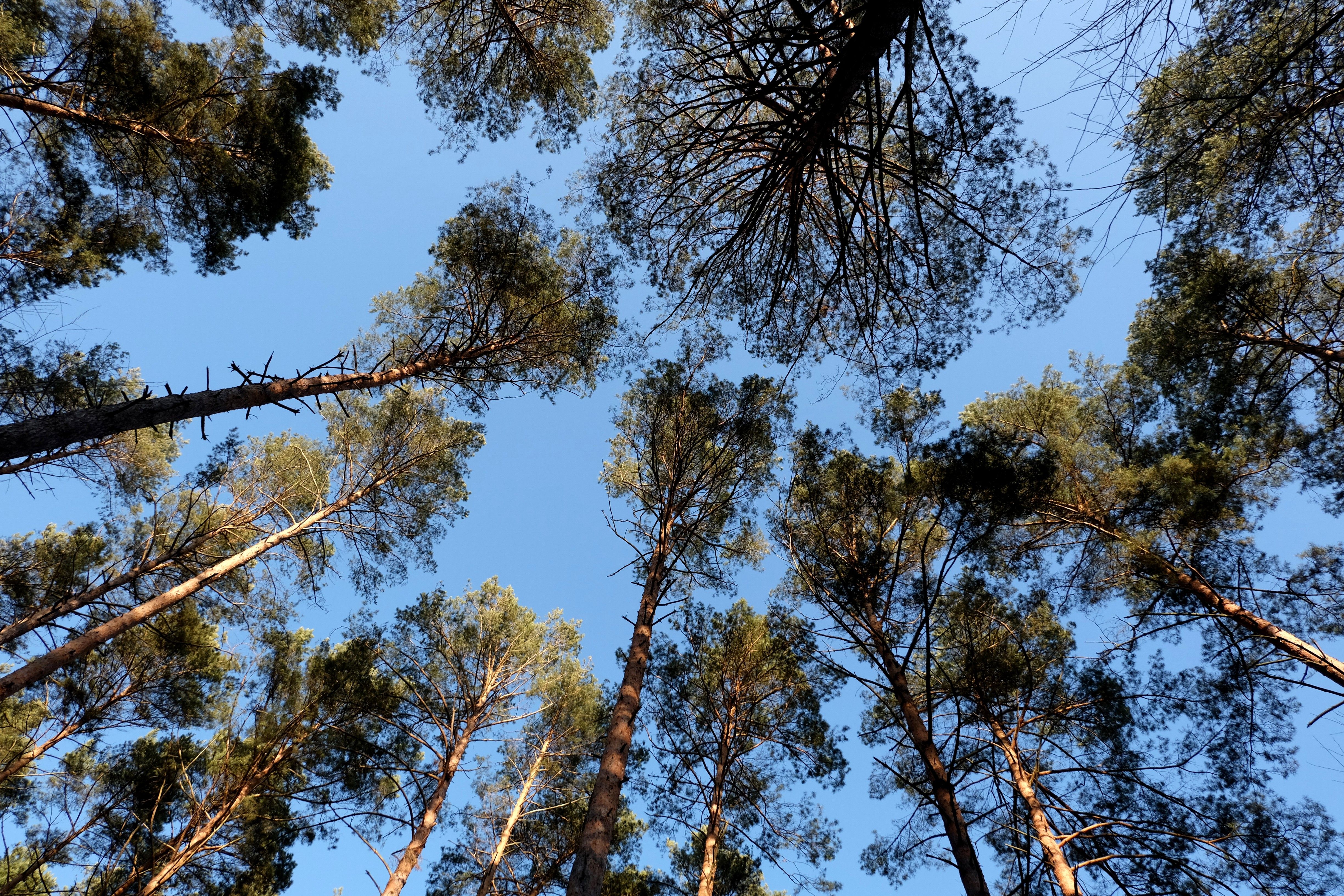 Giant trees have no trouble pumping water to top branches: new research
