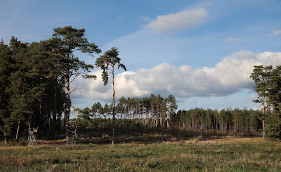 A tranquil forest view showcasing tall pine trees under a blue sky with fluffy clouds.