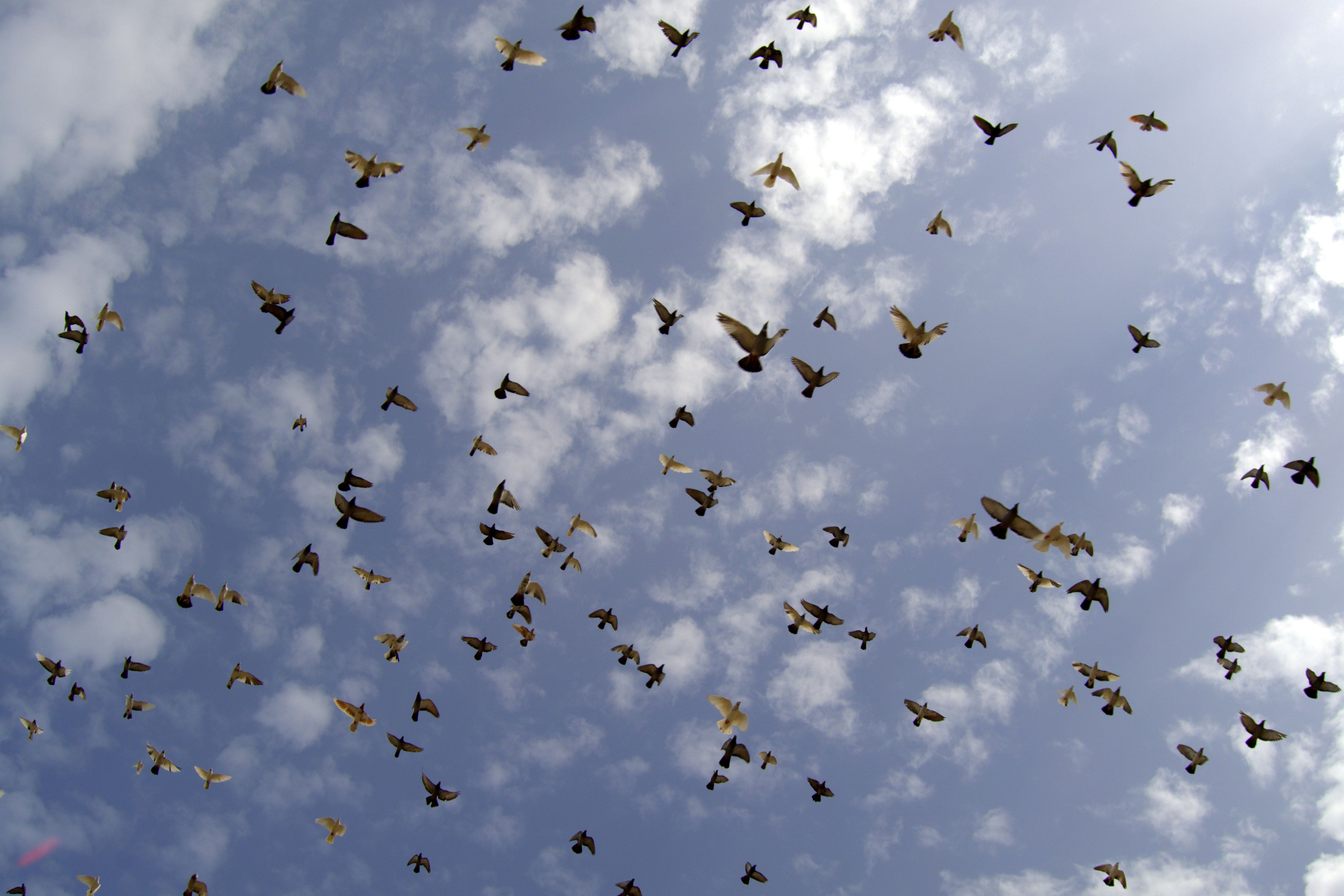 A vibrant scene of birds soaring in harmony over Muscat, Oman, reflecting freedom and natural beauty.