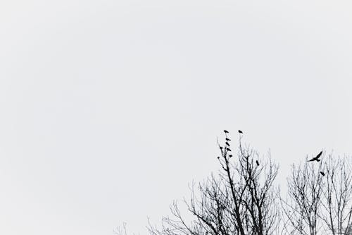 Free stock photo of birds, black, branches
