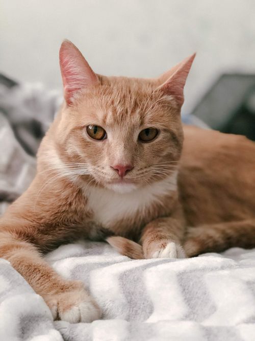 Free Close-up of a relaxed orange tabby cat lying on a patterned blanket indoors. Stock Photo