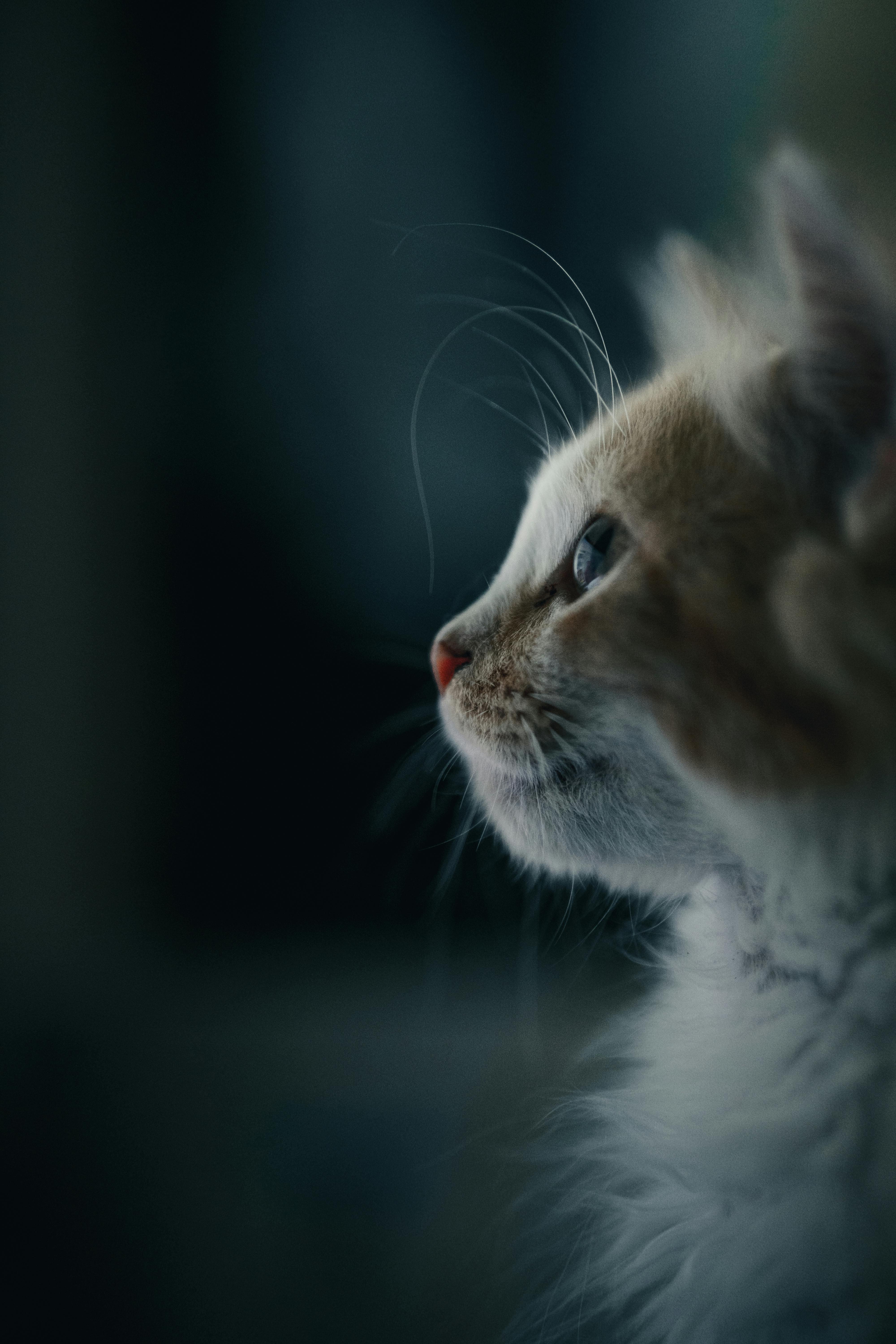 Side profile of a fluffy cat with soft lighting, creating a tranquil and serene mood.