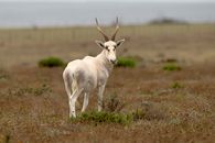 White Feral Goat on Green Grass Field