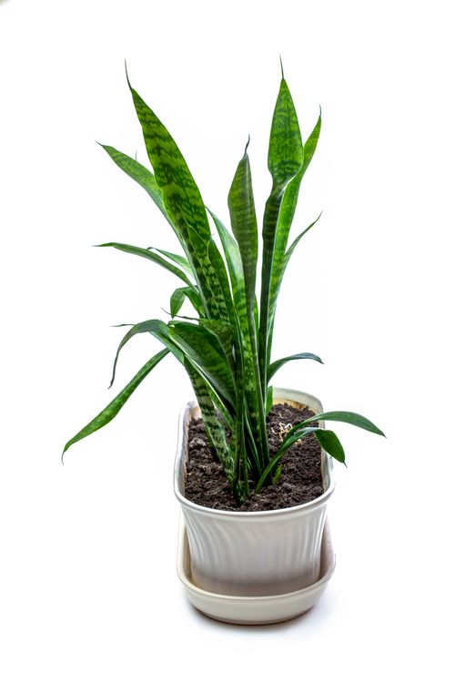 Free Close-up of a thriving snake plant in a stylish white pot, perfect for indoor decor. Stock Photo