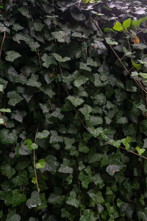 Free Lush ivy leaves forming a thick natural wall in Amsterdam, Netherlands. Stock Photo