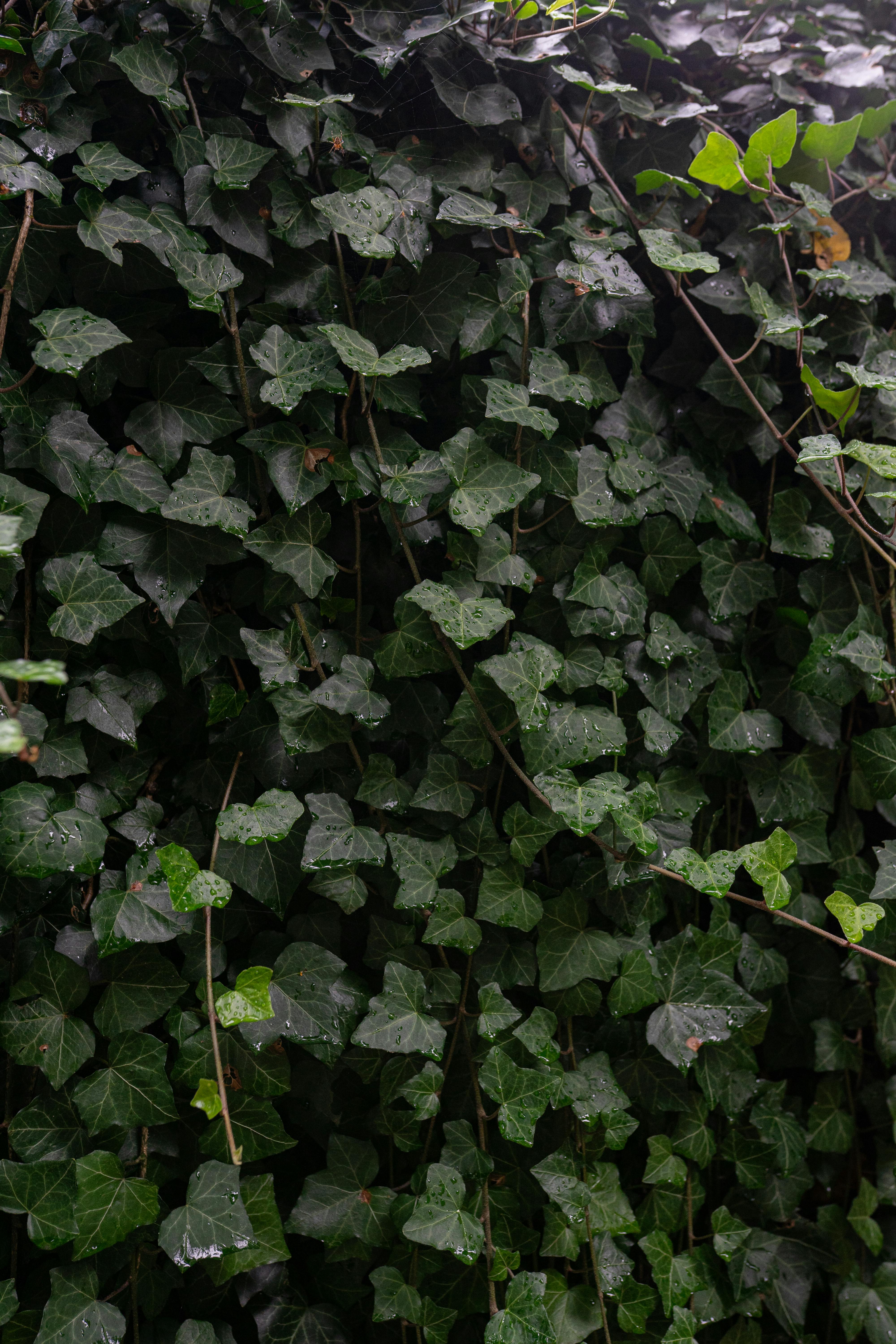 Gratuit À Amsterdam, aux Pays-Bas, un épais mur naturel se forme sur un lierre luxuriant. Photos