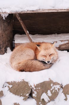 A red fox peacefully sleeping on snow in Shiroishi, Miyagi, Japan, creating a serene winter scene.