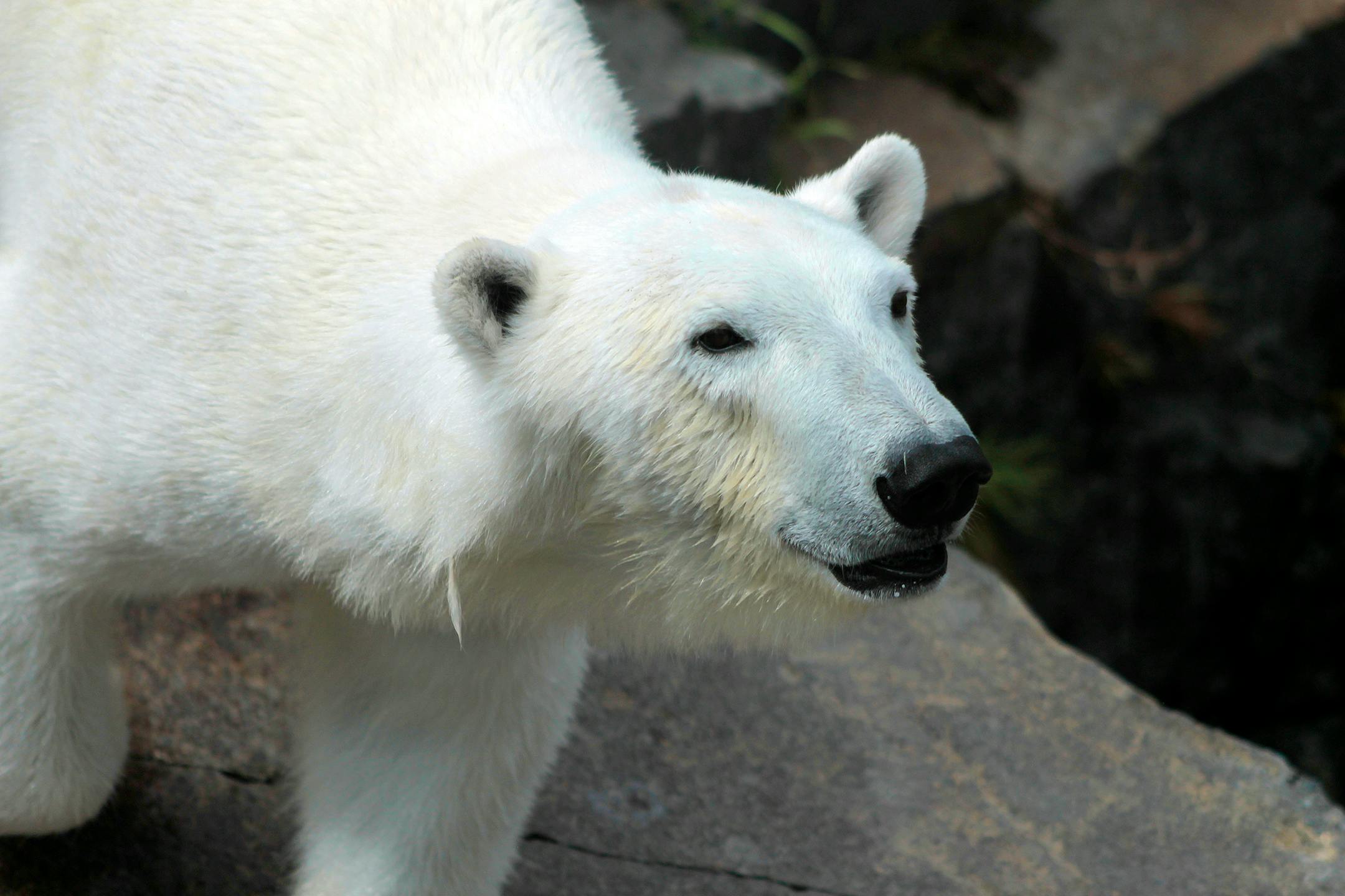 free-stock-photo-of-bear-polar-bear