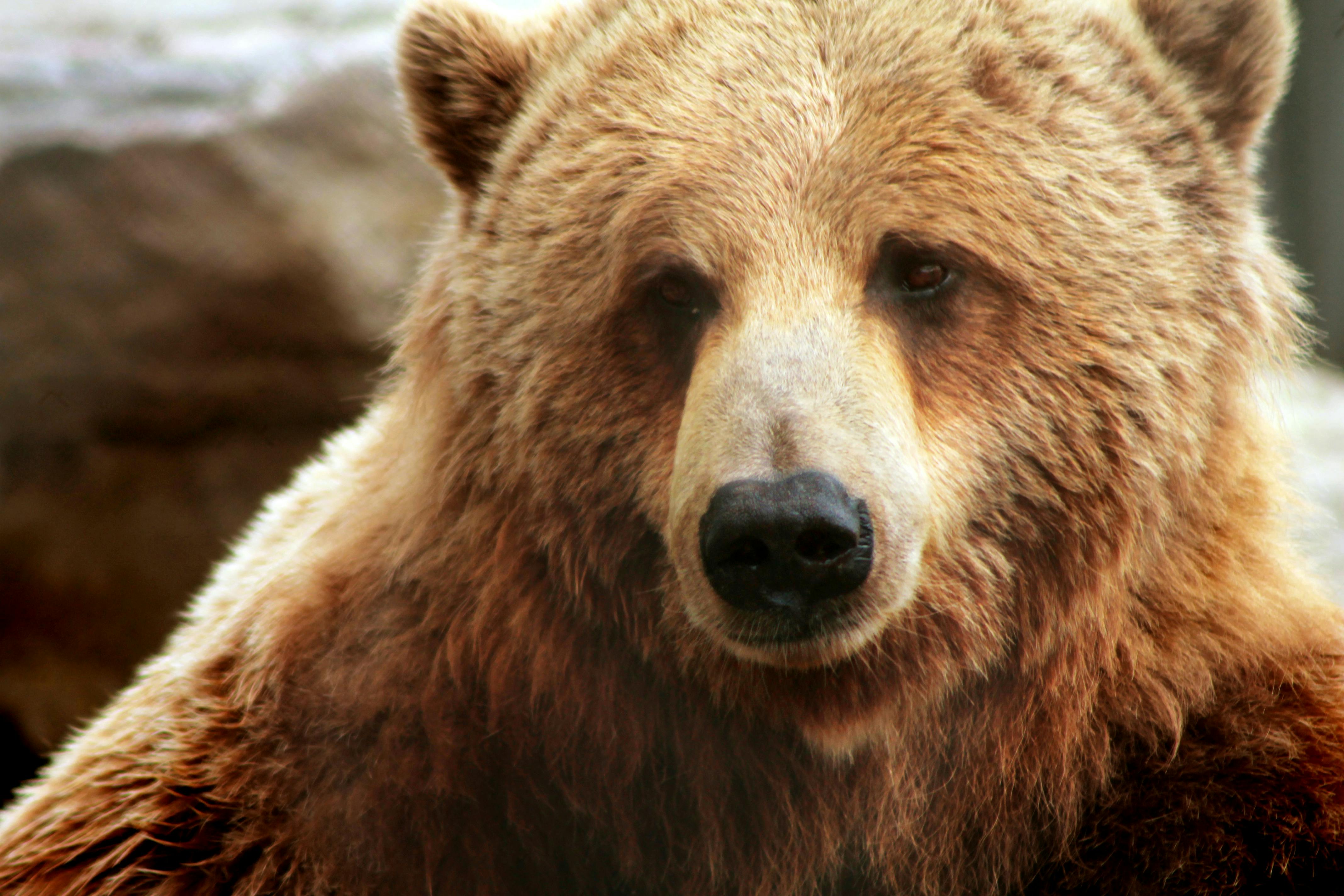 Free stock photo of bear, brown bear
