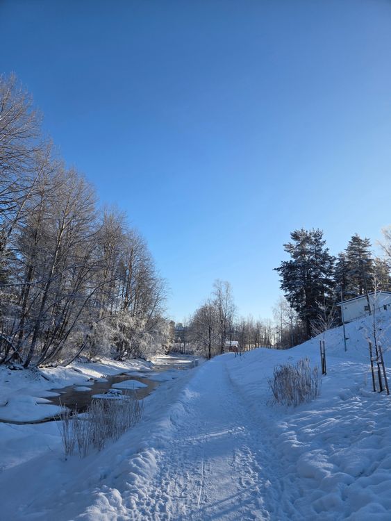 Snowy Pathway in a Winter Forest Landscape · Free Stock Photo