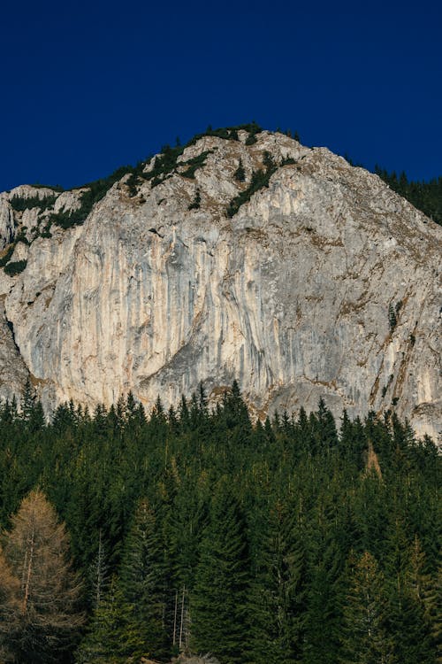 Green Trees Near Gray Mountain