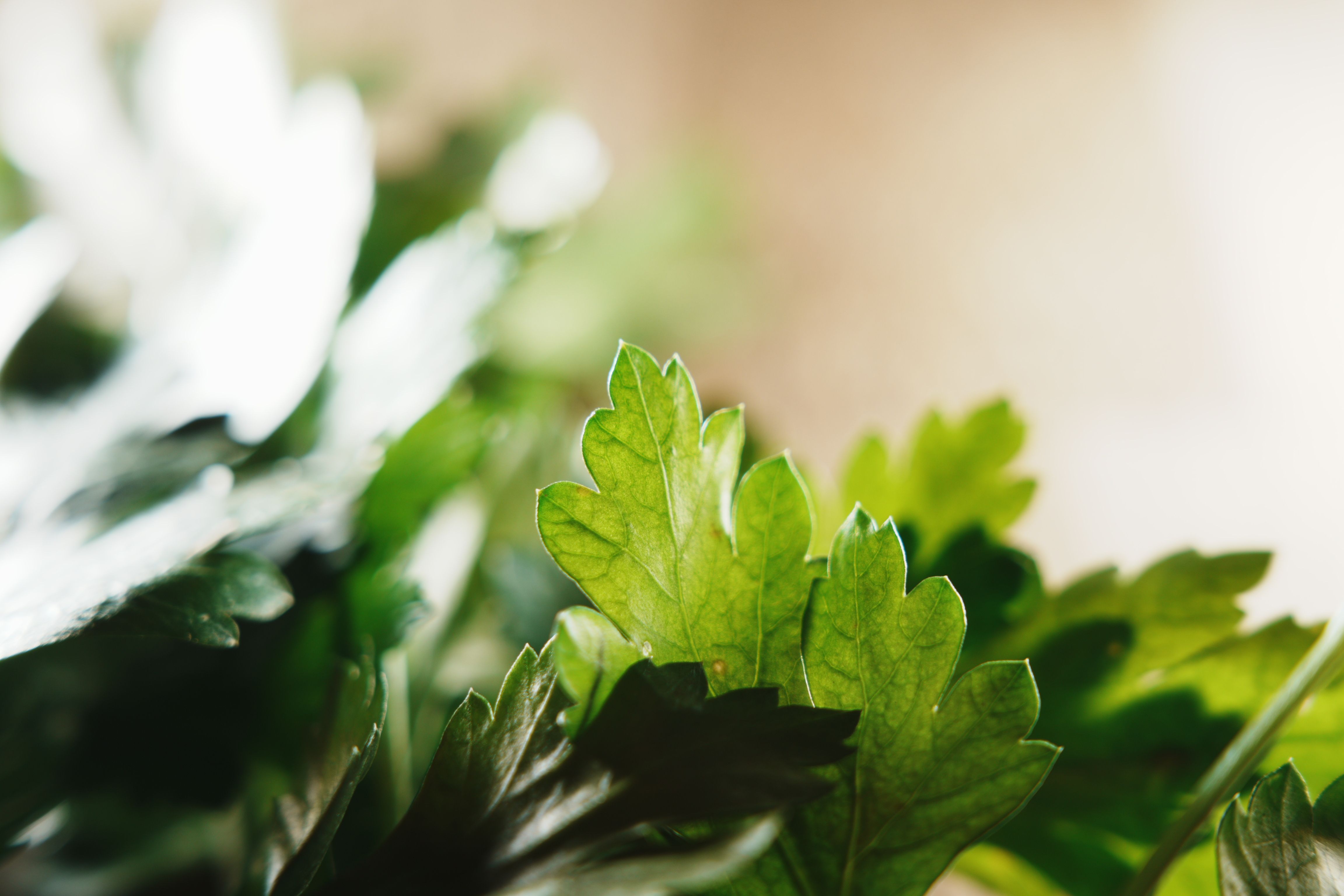 Soft-focus green foliage — photo by Naro K on Pexels