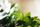 leafy greens