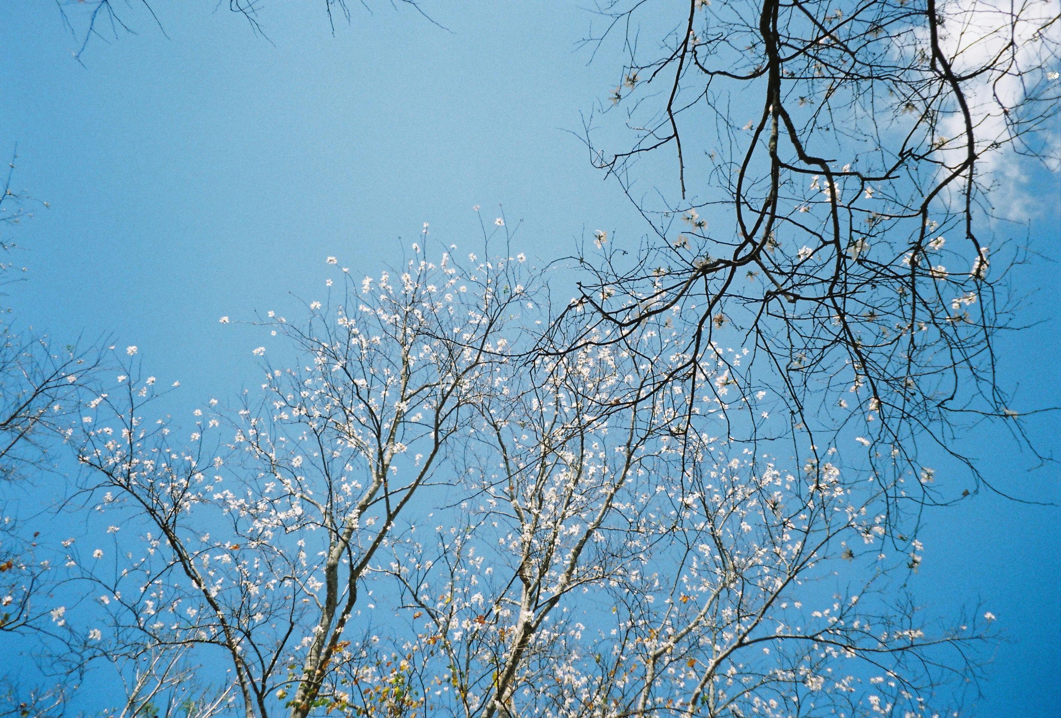 Δωρεάν Άποψη ανθισμένων δέντρων που απλώνονται προς έναν φωτεινό γαλάζιο ουρανό την άνοιξη. Φωτογραφία από στοκ φωτογραφιών