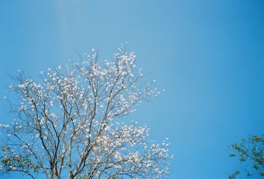 仙人掌绽放鲜艳花朵并结出果实