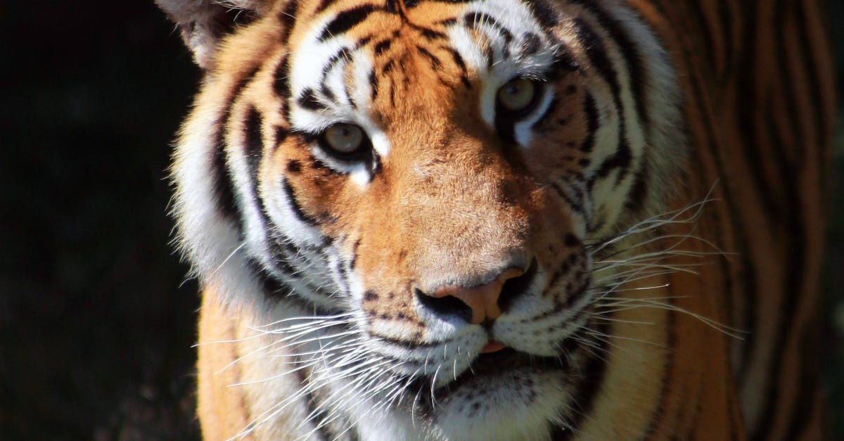 Free stock photo of big cat, tiger