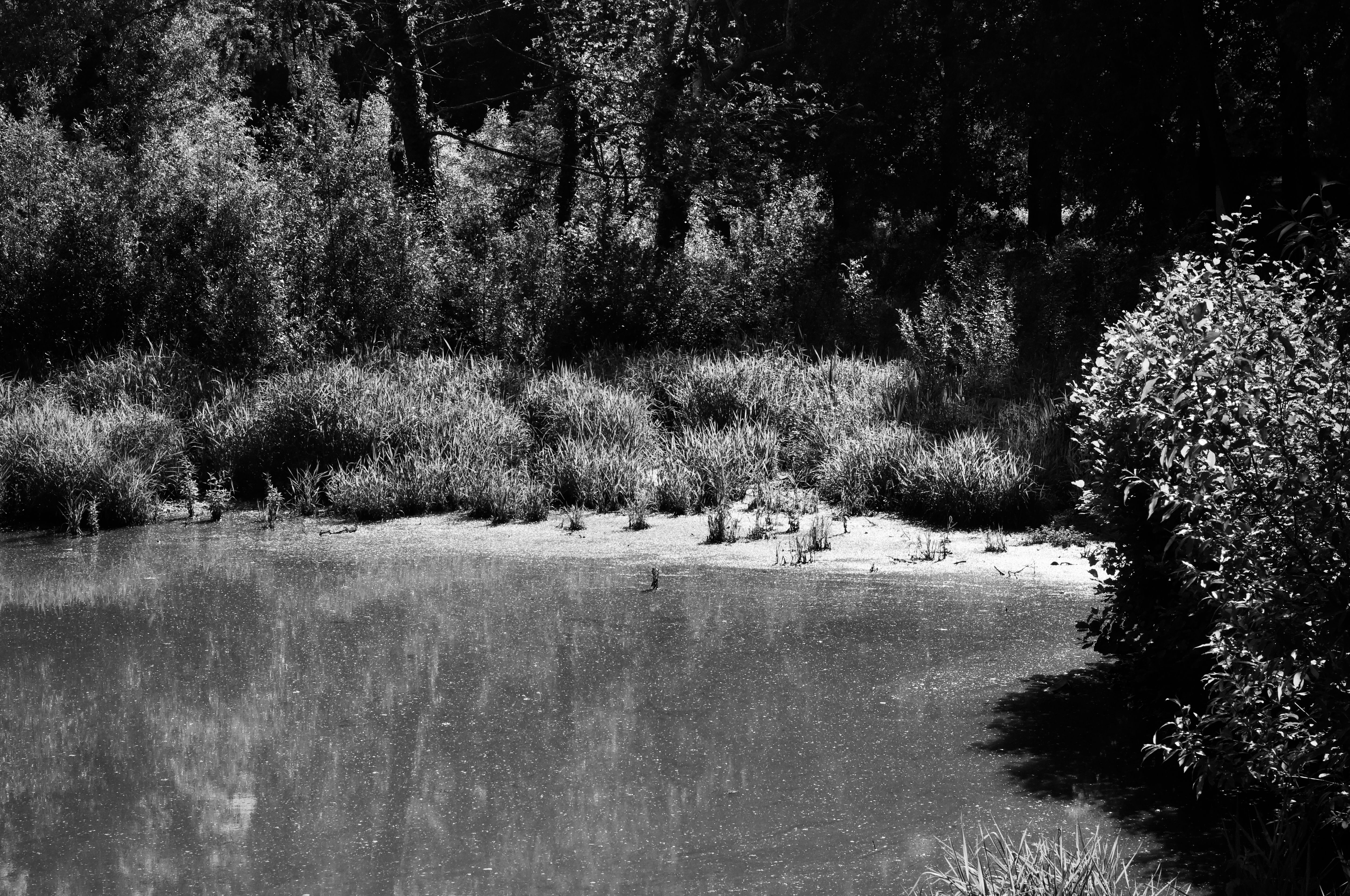 Serene black and white image of a tranquil pond surrounded by lush greenery.