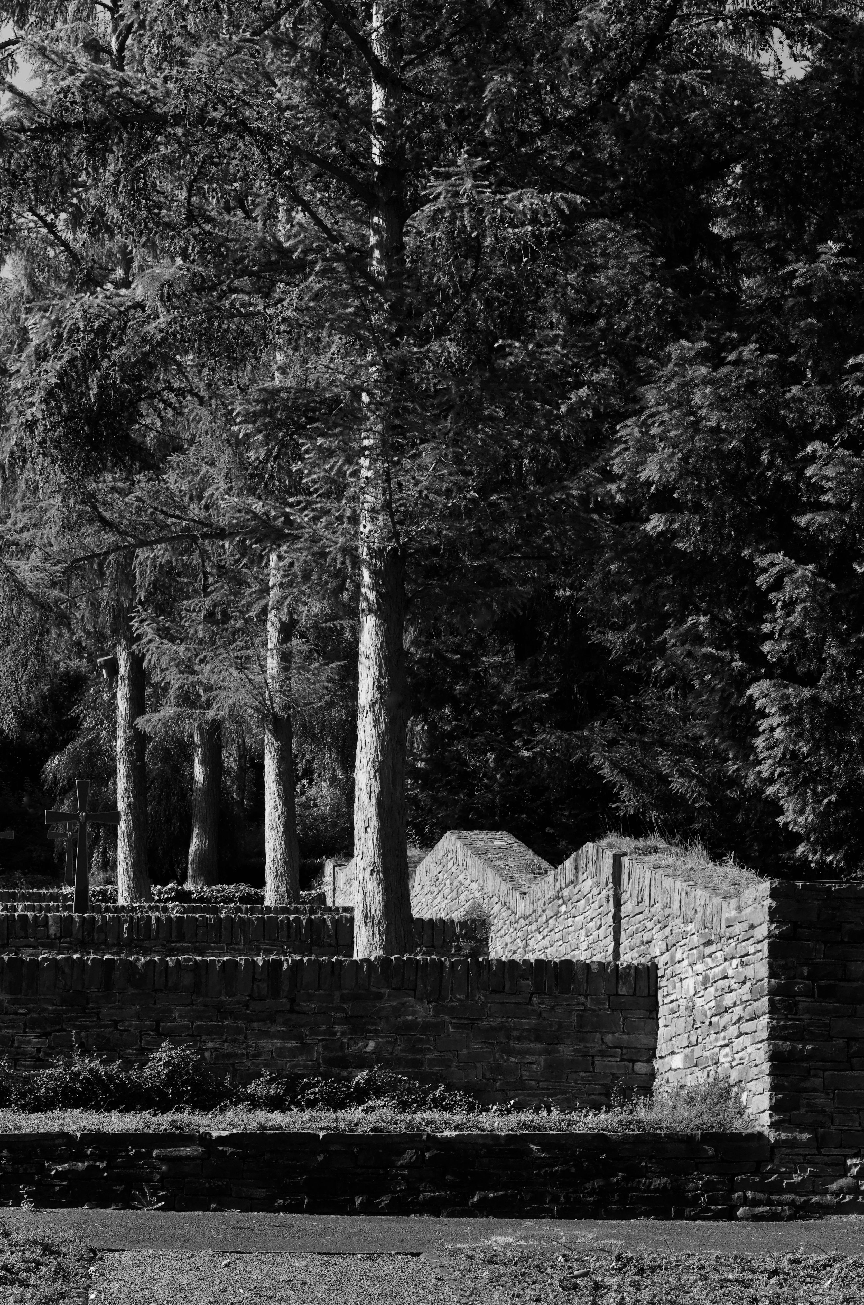 бесплатная Монохромный лесной пейзаж с каменными стенами и высокими деревьями в безмятежной обстановке. Стоковое фото