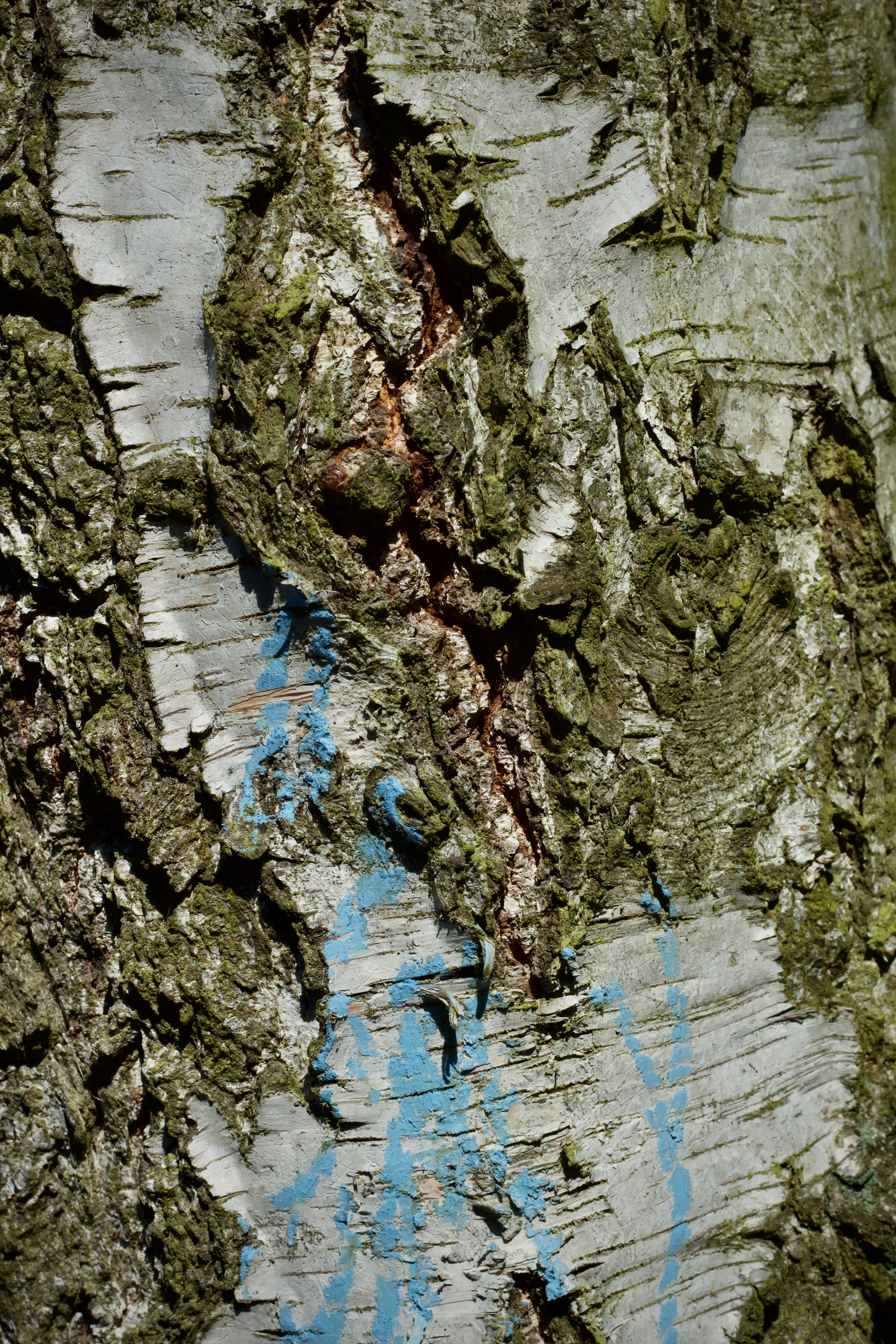 Close-up of Tree Bark with Blue Markings · Free Stock Photo