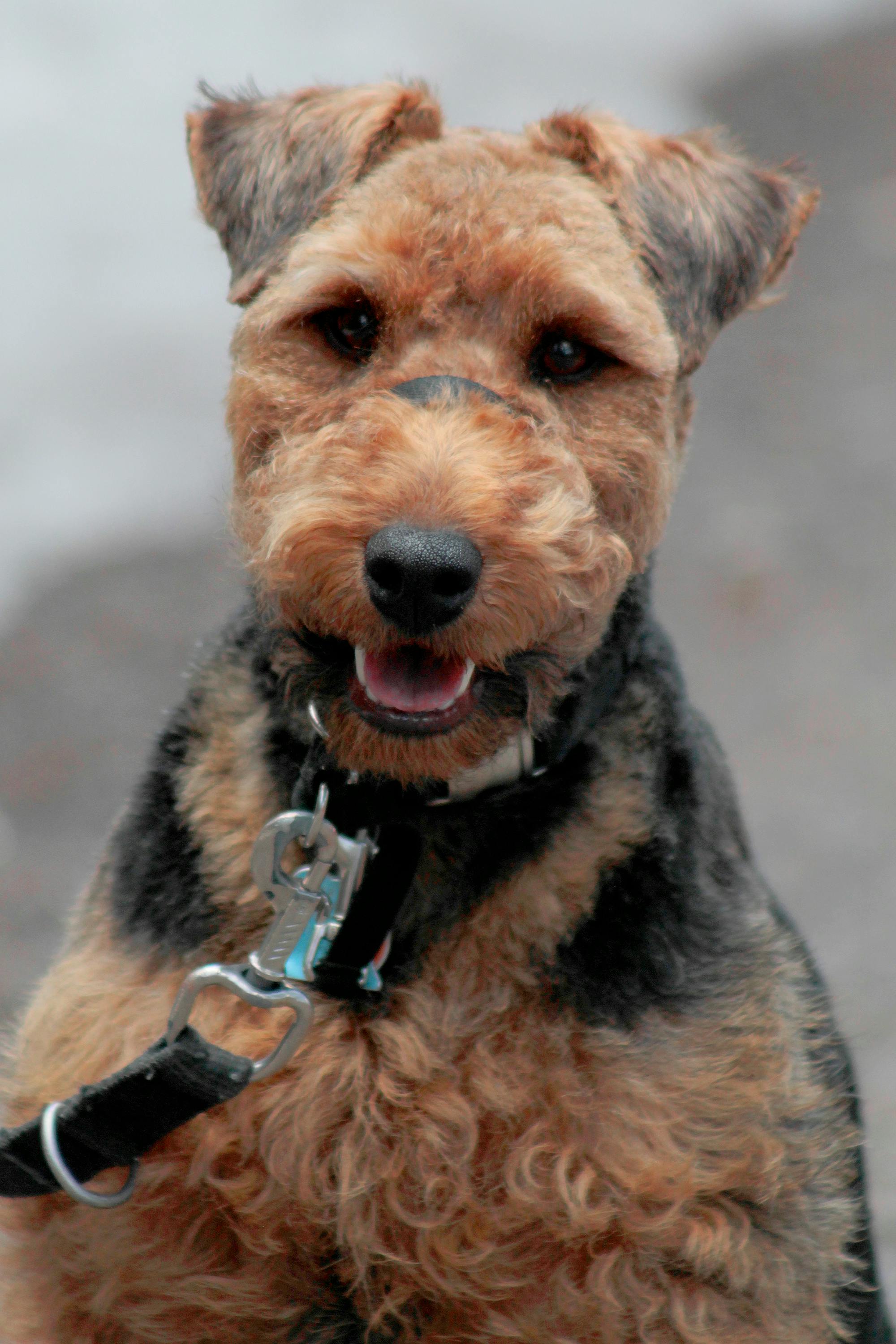 Free stock photo of dog, Welsh Terrier