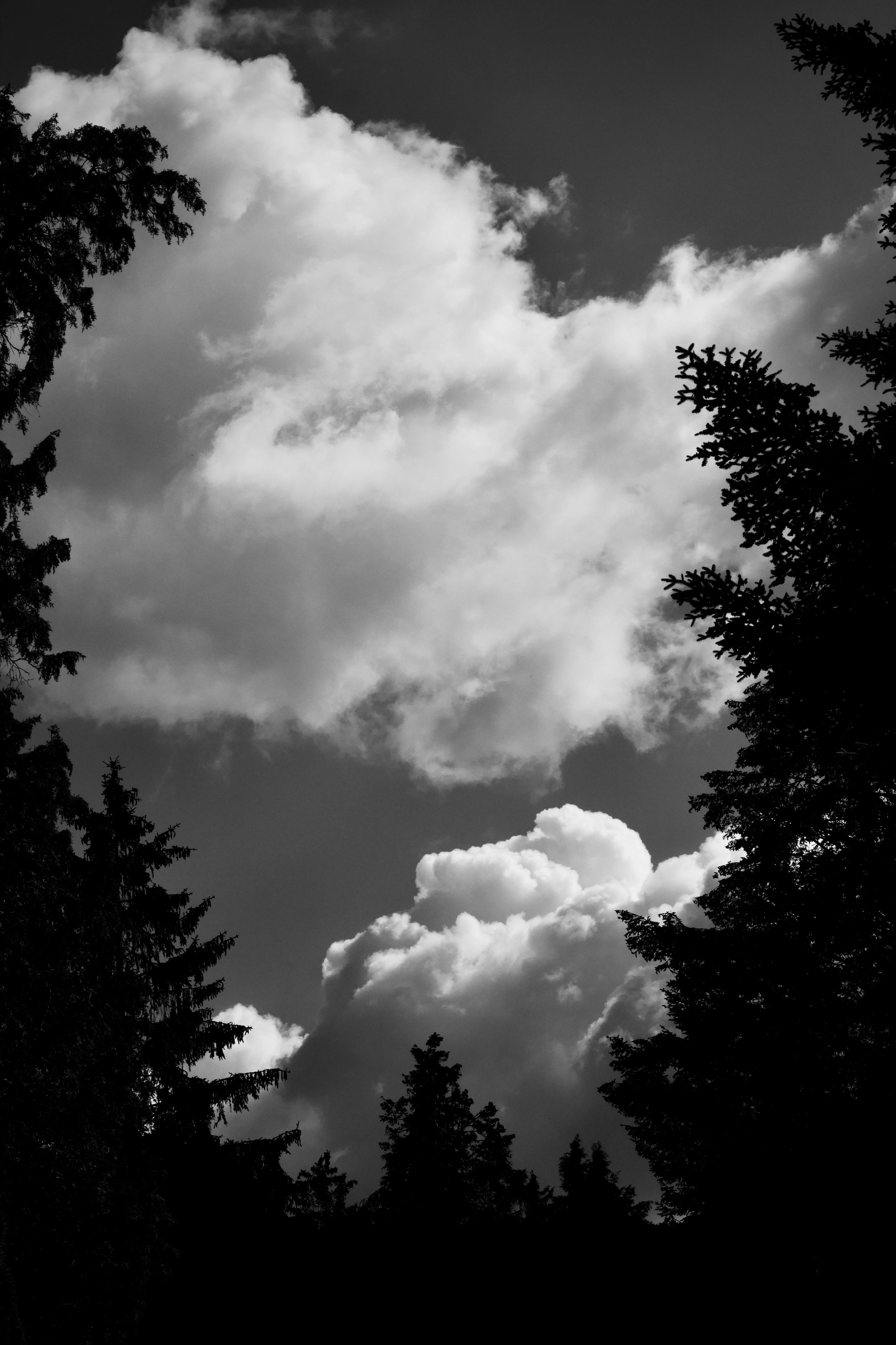 бесплатная Мрачная черно-белая фотография облаков над лесом. Идеально подходит для съемки природы и драматических сюжетов. Стоковое фото