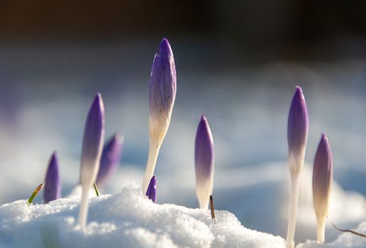 Close-up of purple crocus flowers sprouting through snow, symbolizing new beginnings and spring's arrival.