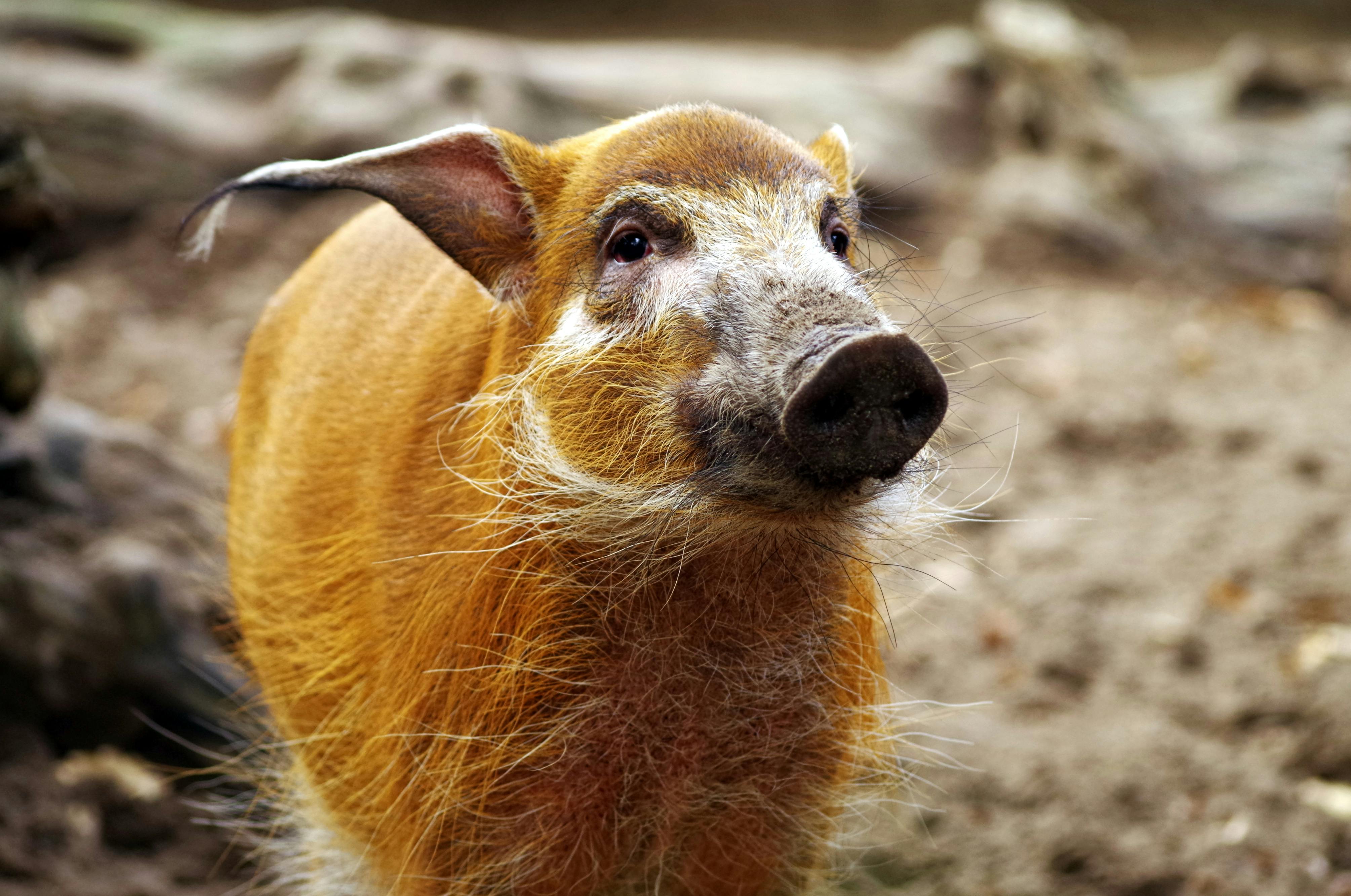 A detailed close-up of a red river hog in its natural outdoor habitat, displaying distinctive orange fur and features.
