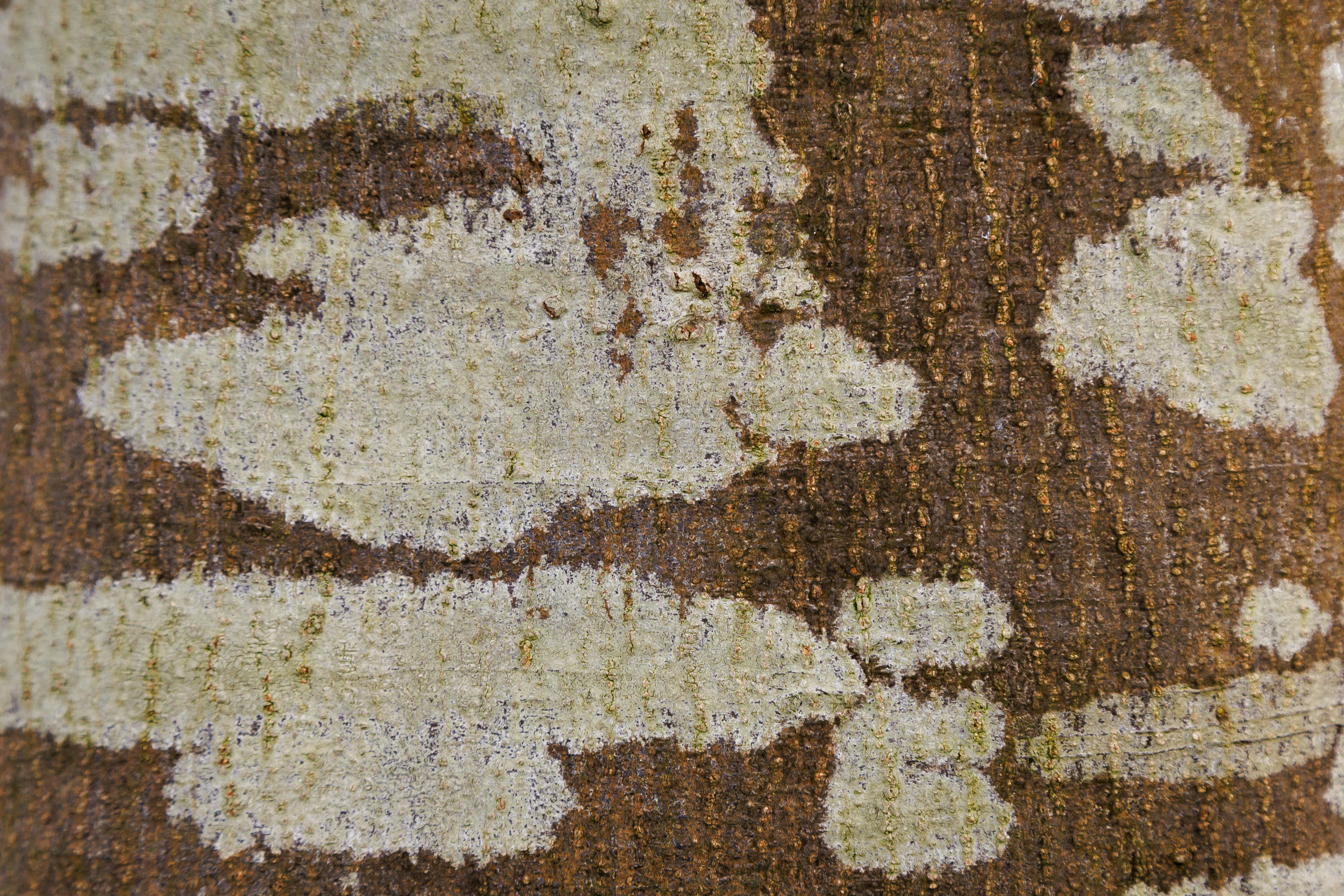 Δωρεάν Λεπτομερής άποψη της υφής του φλοιού του καφέ και λευκού πλάτανου, που παρουσιάζει φυσικά μοτίβα. Φωτογραφία από στοκ φωτογραφιών