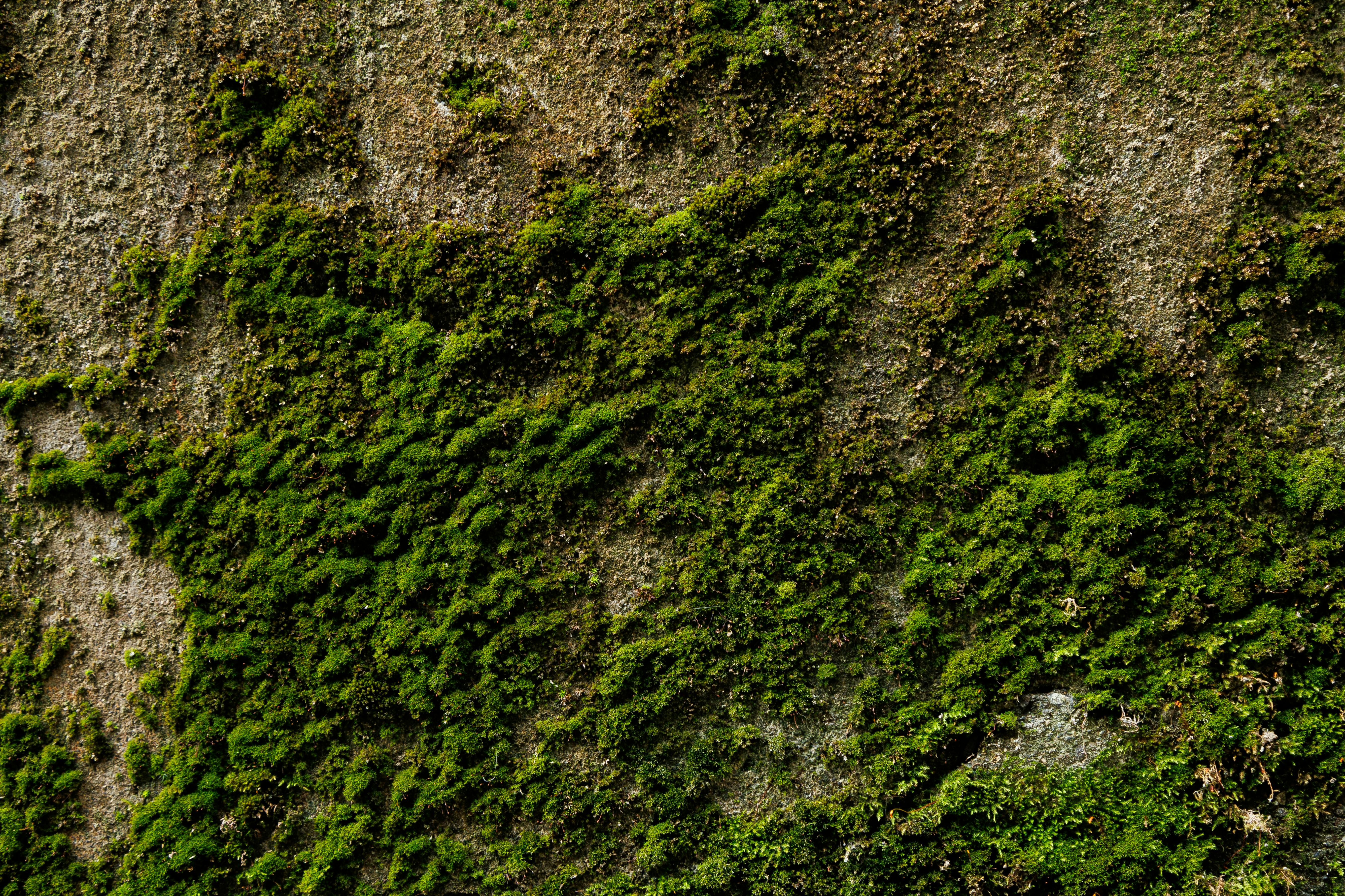 De franc Imatge detallada de molsa verda sobre una pedra rugosa, que mostra textures naturals. Foto d'estoc
