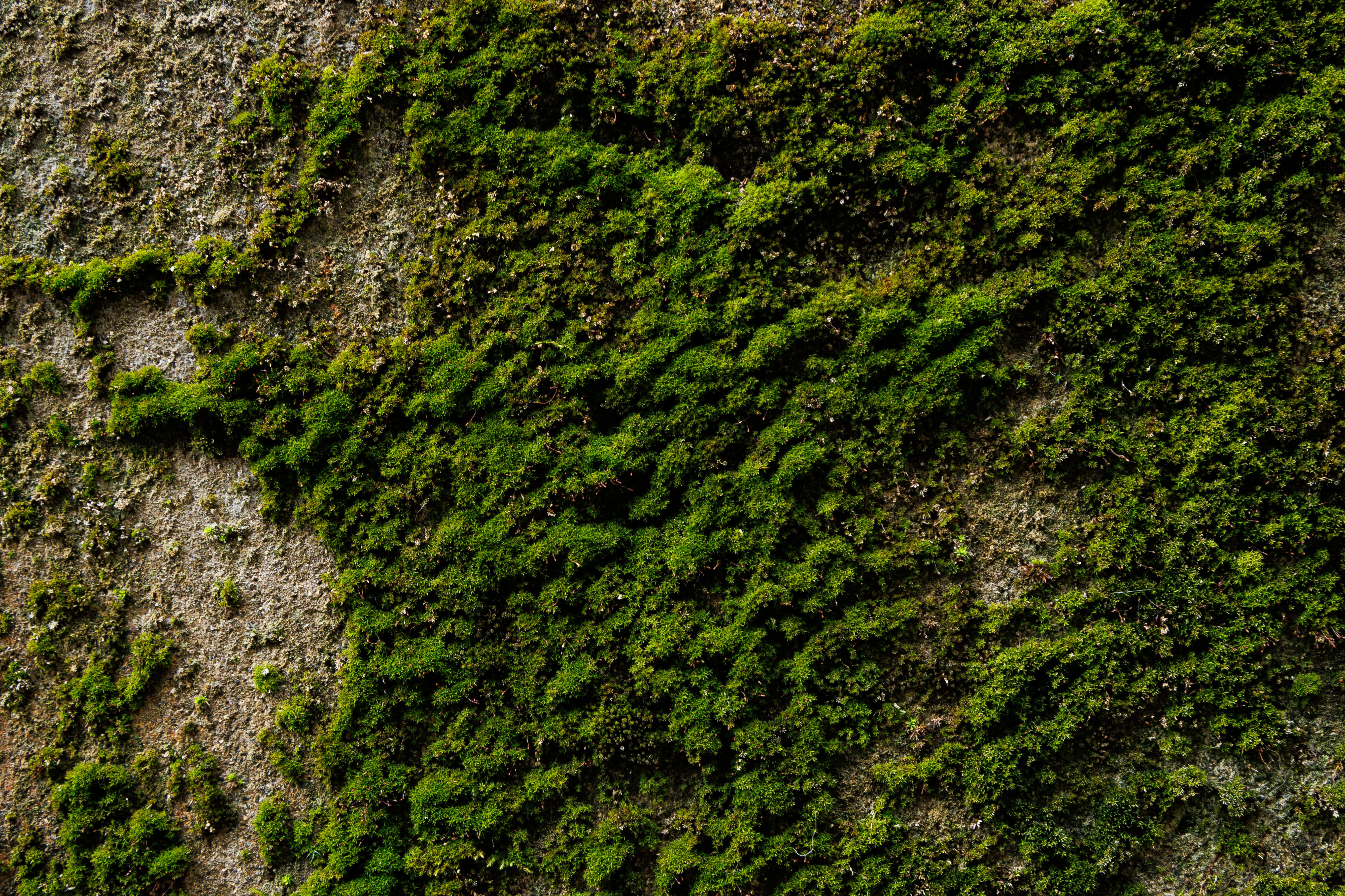 Crecimiento De Musgo Texturizado En La Superficie De La Roca · Foto de ...