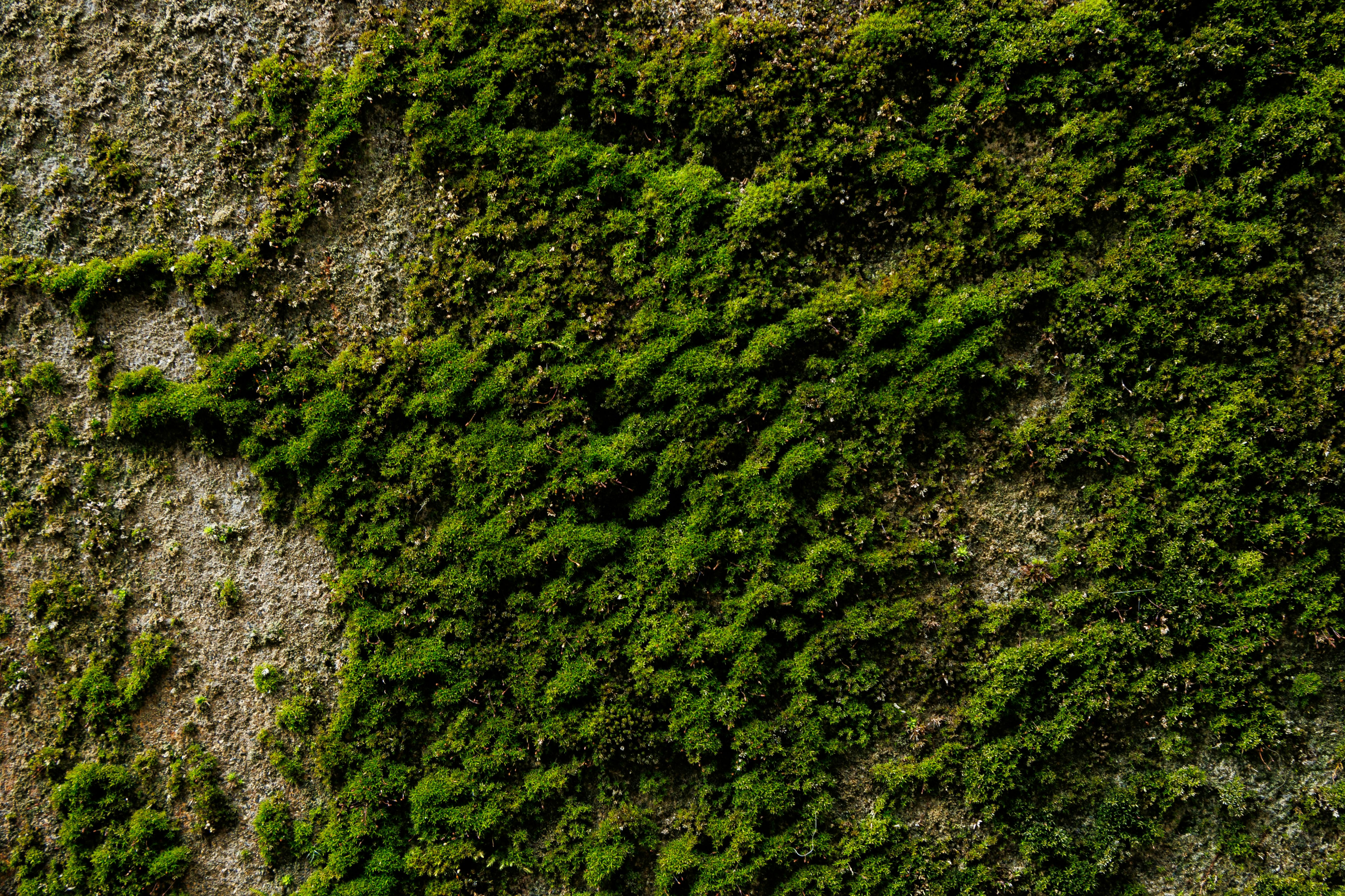 Free Close-up of textured green moss growing on a rocky surface in a natural outdoor setting. Stock Photo