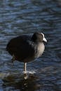 Eurasian Coot Standing in Belgian Waters