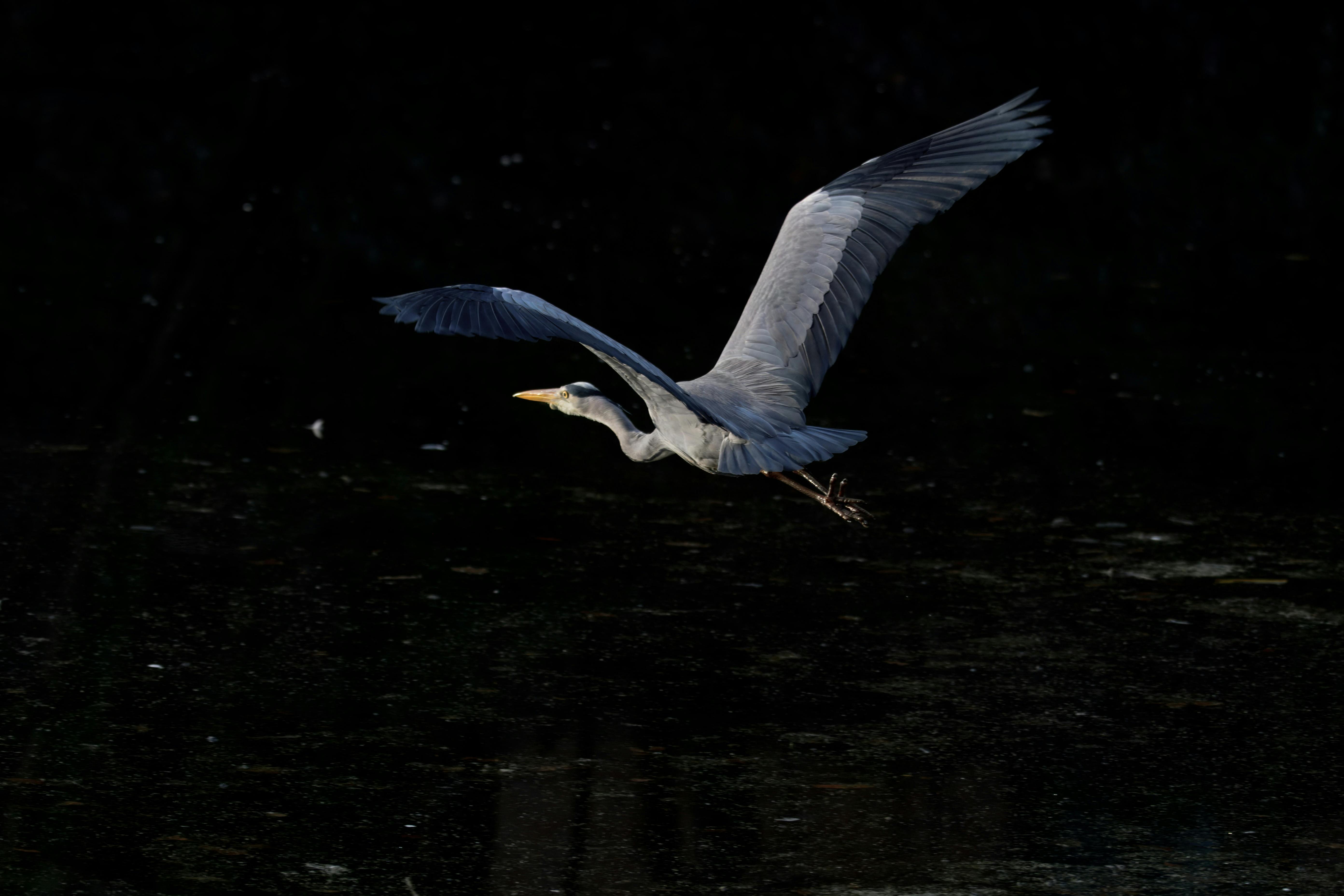 免費 ardea cinerea, 優美, 動物 的 免費圖庫相片 圖庫相片