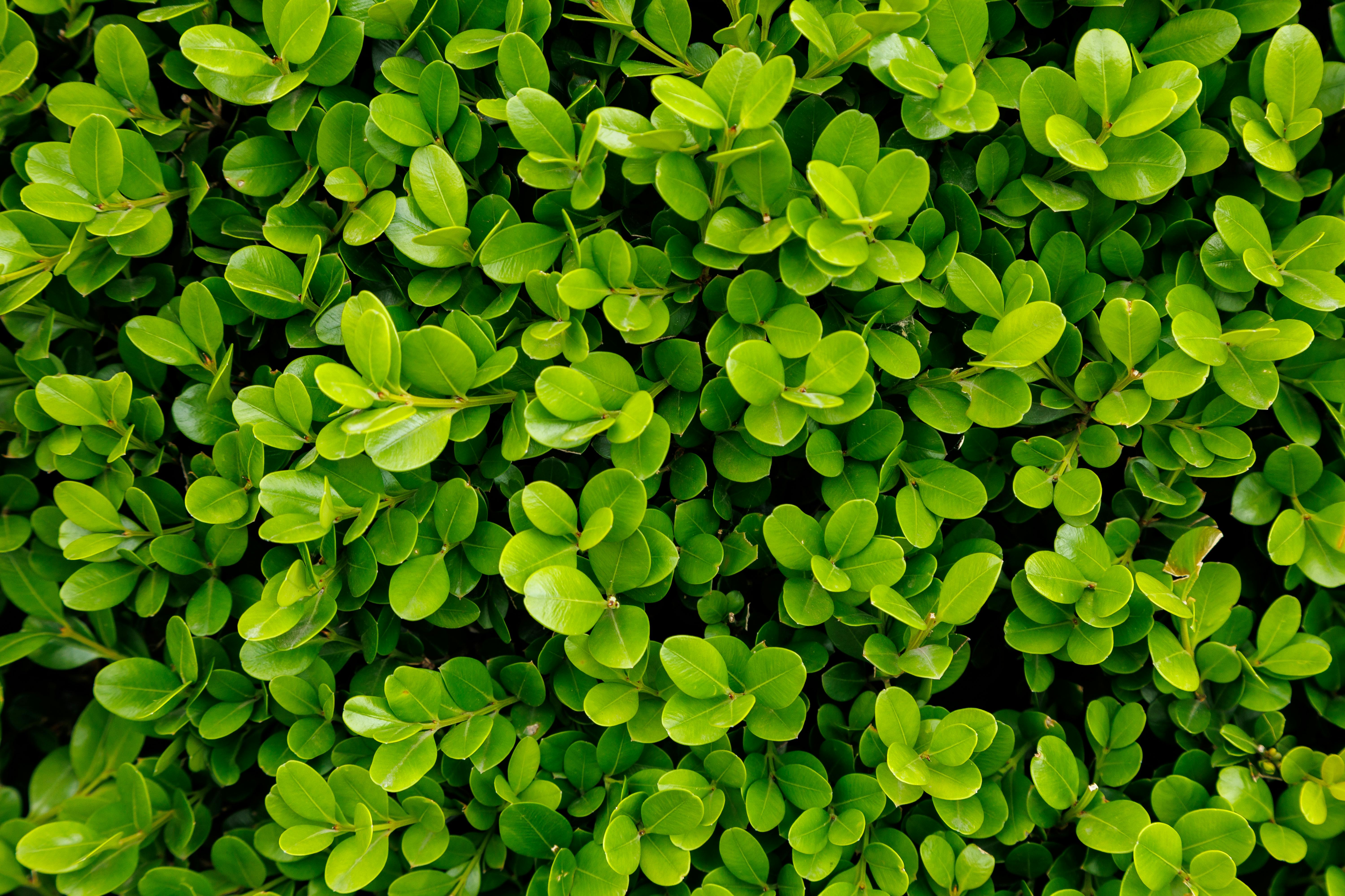 Δωρεάν στοκ φωτογραφιών με buxus, αειθαλής, ανάπτυξη Φωτογραφία από στοκ φωτογραφιών