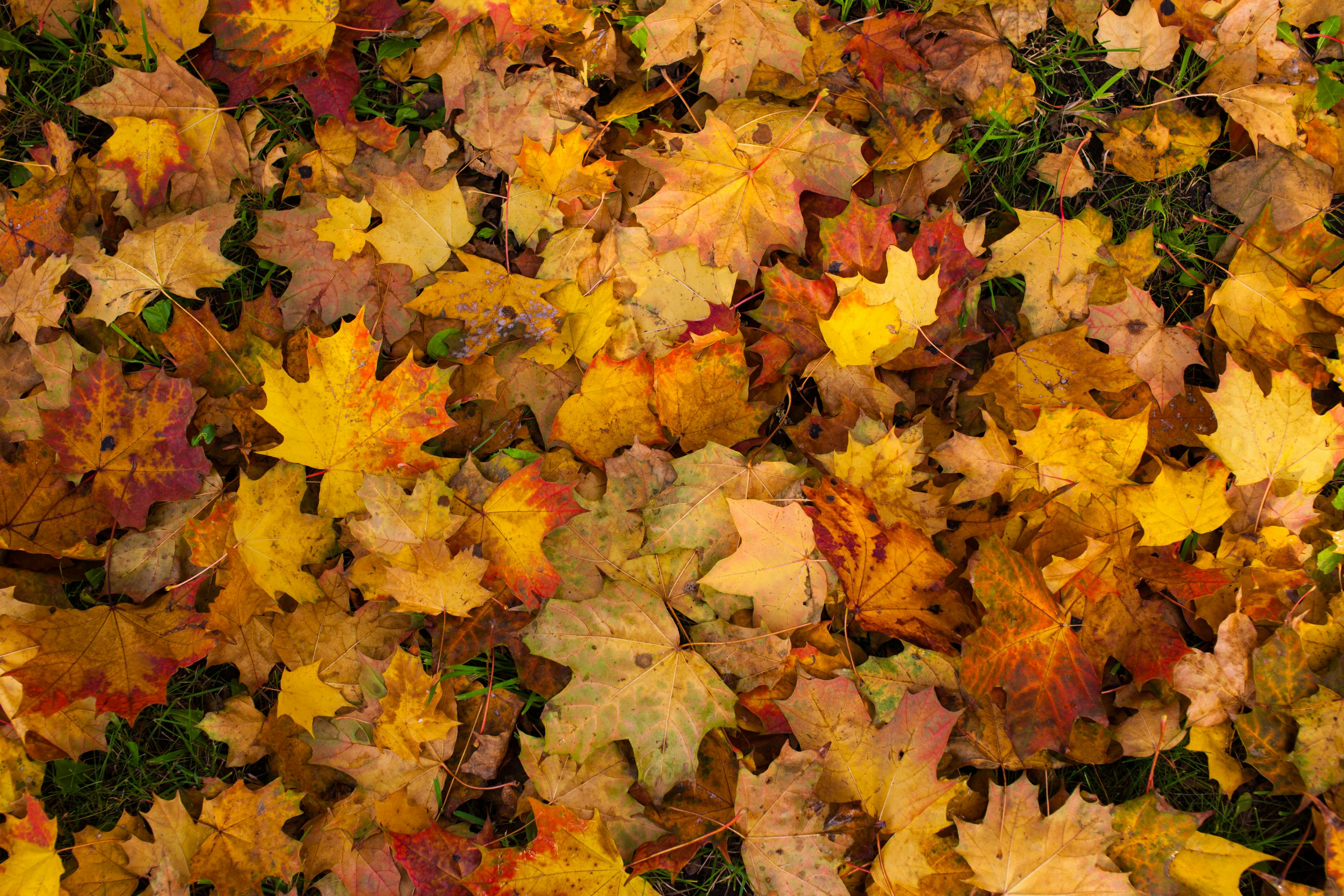 Δωρεάν Πολύχρωμα φθινοπωρινά φύλλα σφενδάμου σκορπισμένα σε καταπράσινο γρασίδι, αποτυπώνοντας την ουσία του φθινοπώρου. Φωτογραφία από στοκ φωτογραφιών