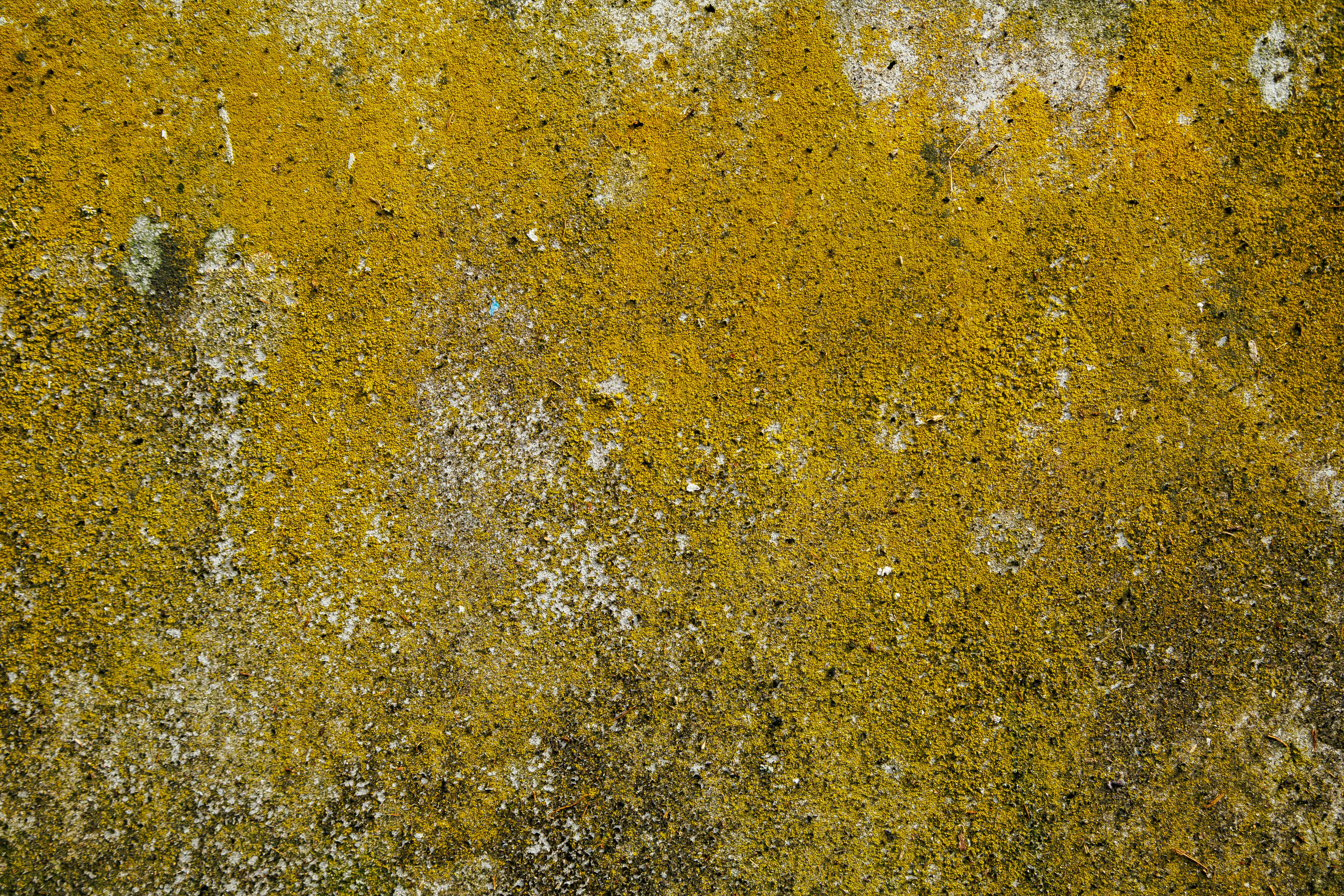 Gratis Primer plano de una pared cubierta de musgo amarillo texturizado que crea un fondo abstracto. Foto de stock