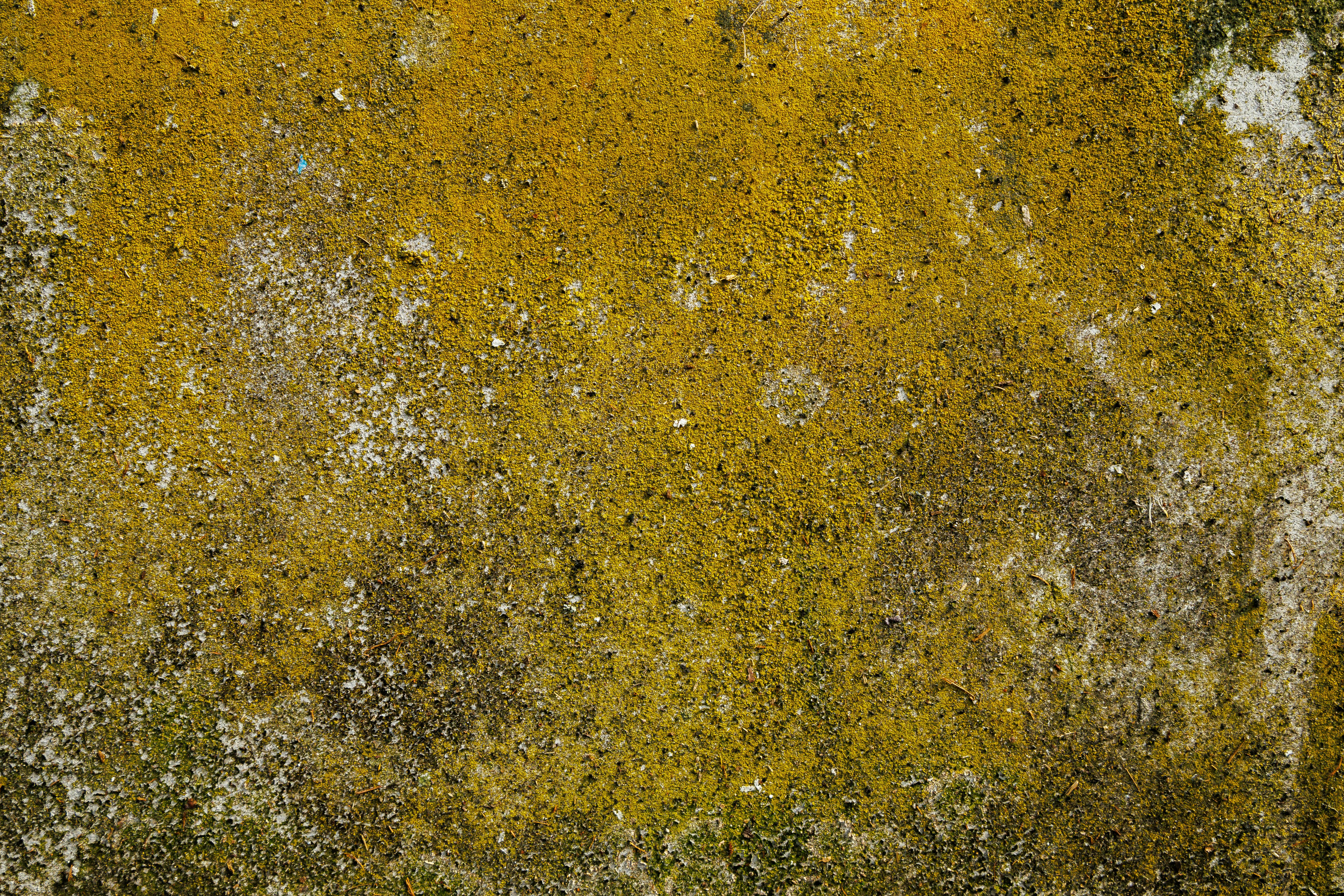 bezplatná Detailní pohled na zářivě žlutý lišejník pokrývající drsnou betonovou zeď s přirozenou texturou. Základová fotografie