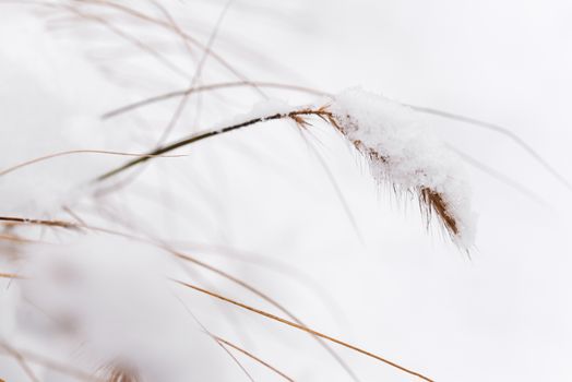 Delicate dried grass covered in fresh snow, capturing the essence of winter's tranquility and natural beauty.