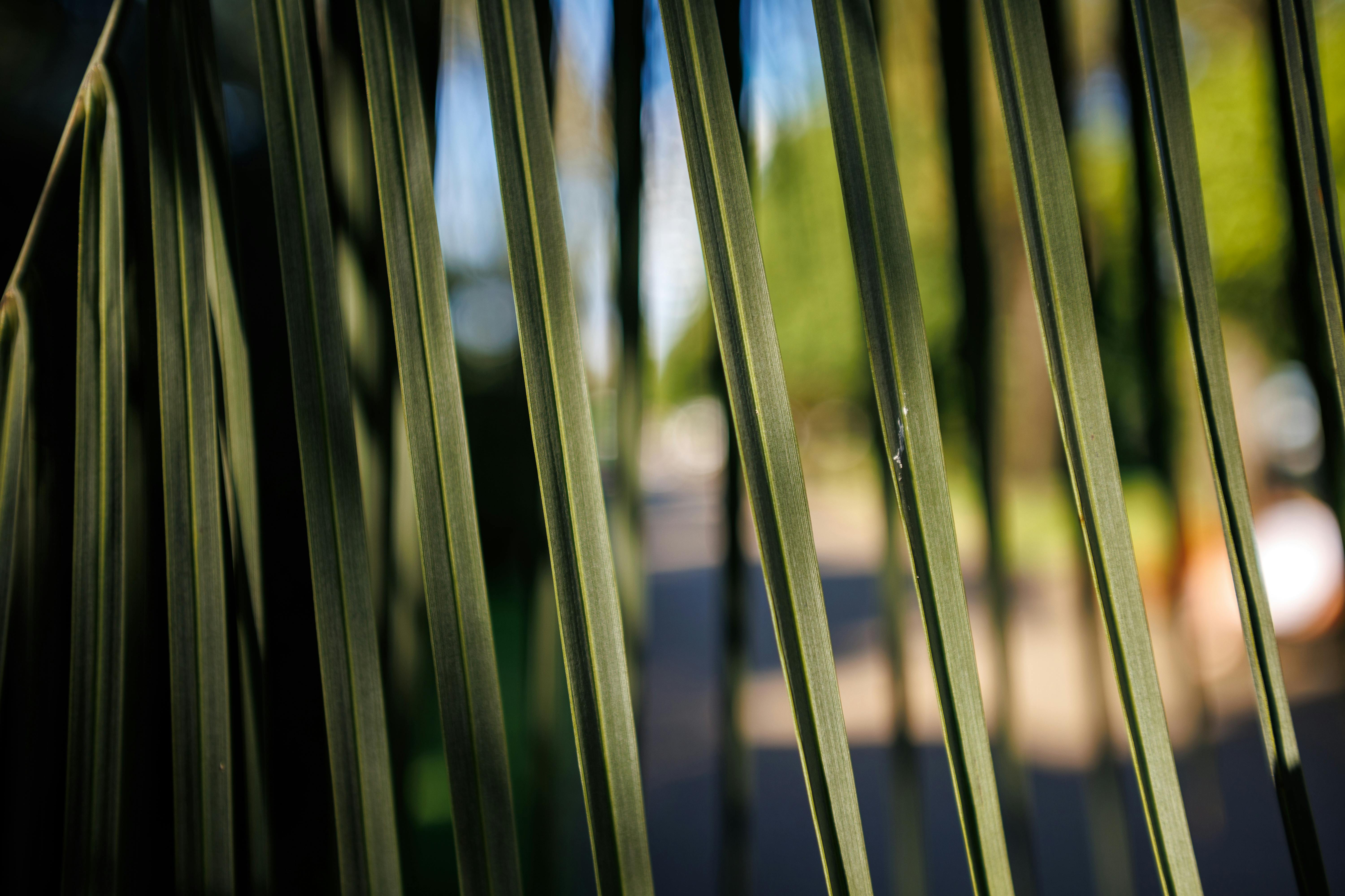 Free Vibrant close-up of palm leaves creating natural patterns in sunlight. Stock Photo