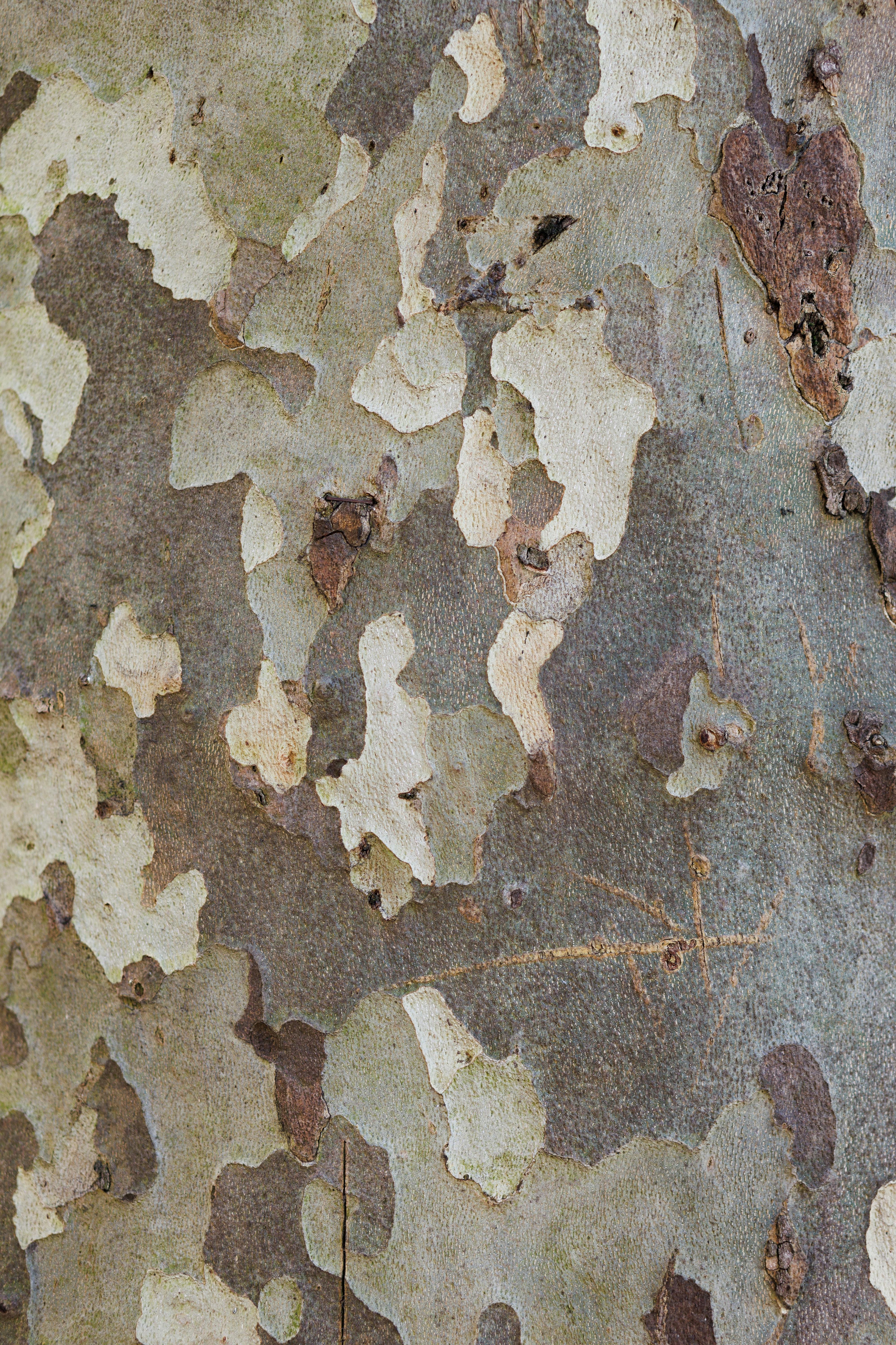 Free Detailed view of textured sycamore tree bark showing natural patterns. Stock Photo