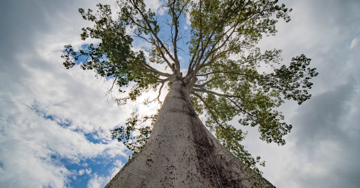 Photo by miguel negrao Stunning upward perspective of a Ceiba tree against a blue sky in Belém, Brazil.