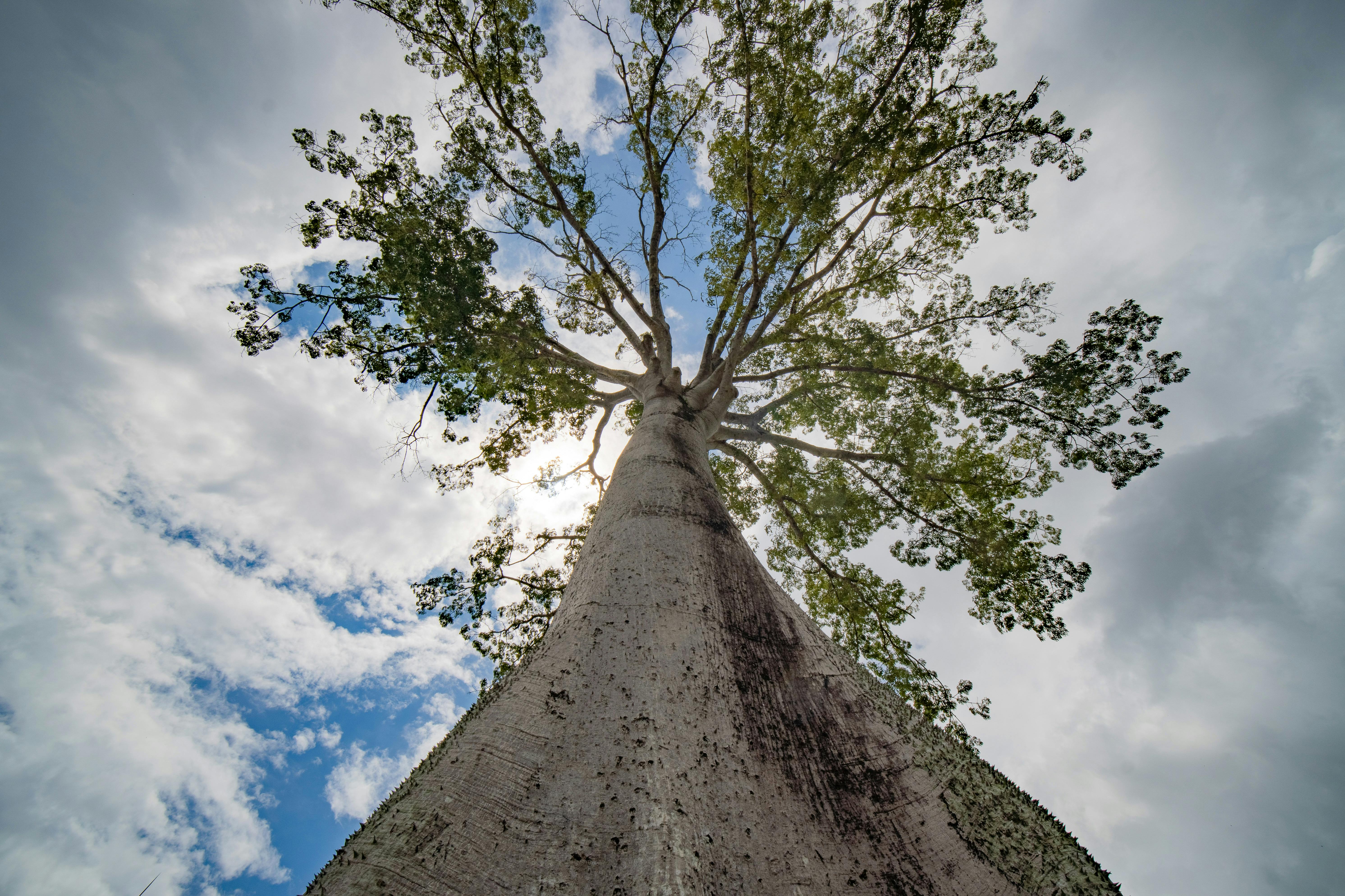 Gratis Pemandangan menakjubkan dari atas pohon Ceiba dengan latar langit biru di Belém, Brasil. Foto Stok